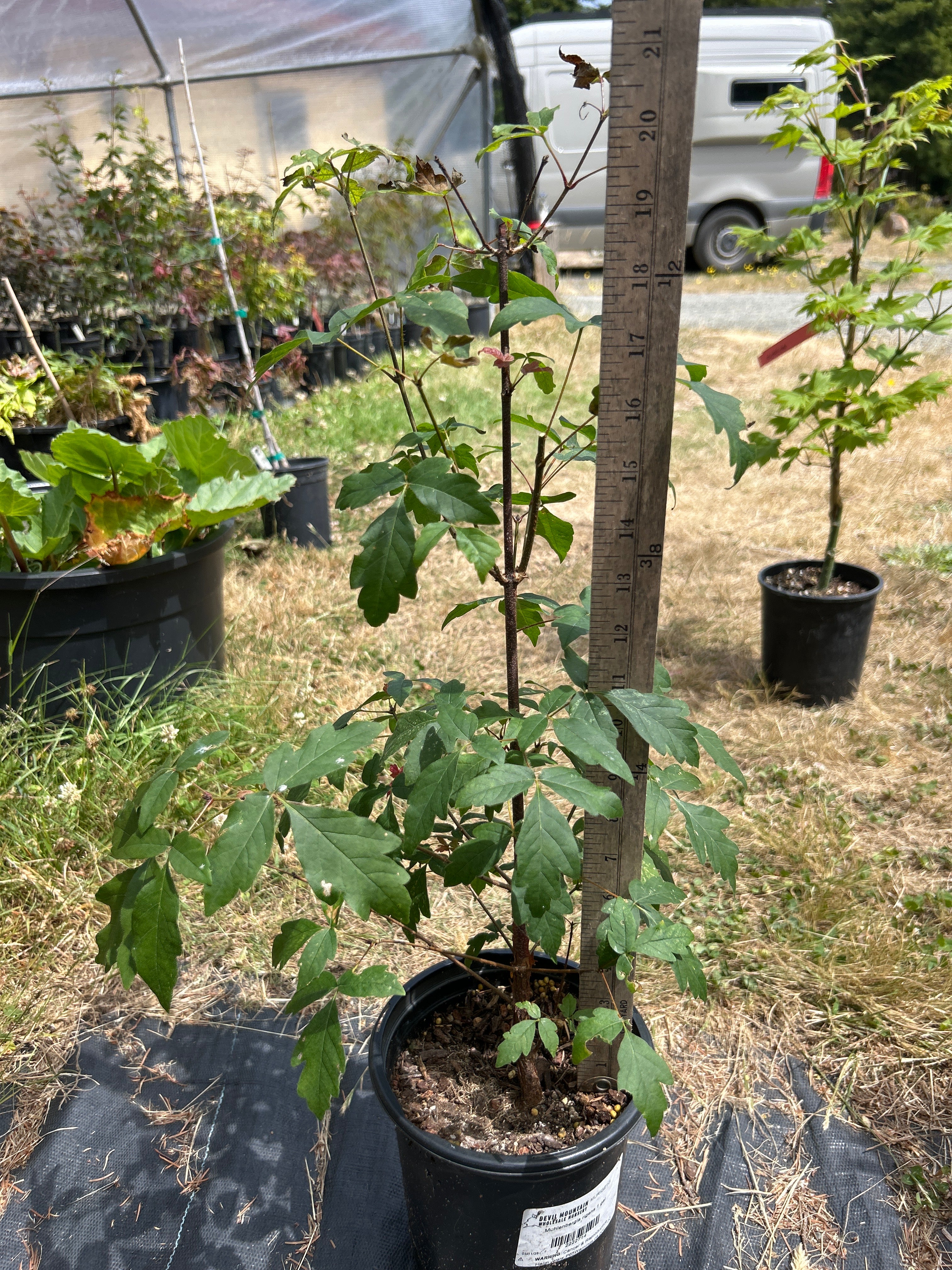 Paperbark 1 gallon Pre-Bonsai 1-2 Year (#92)