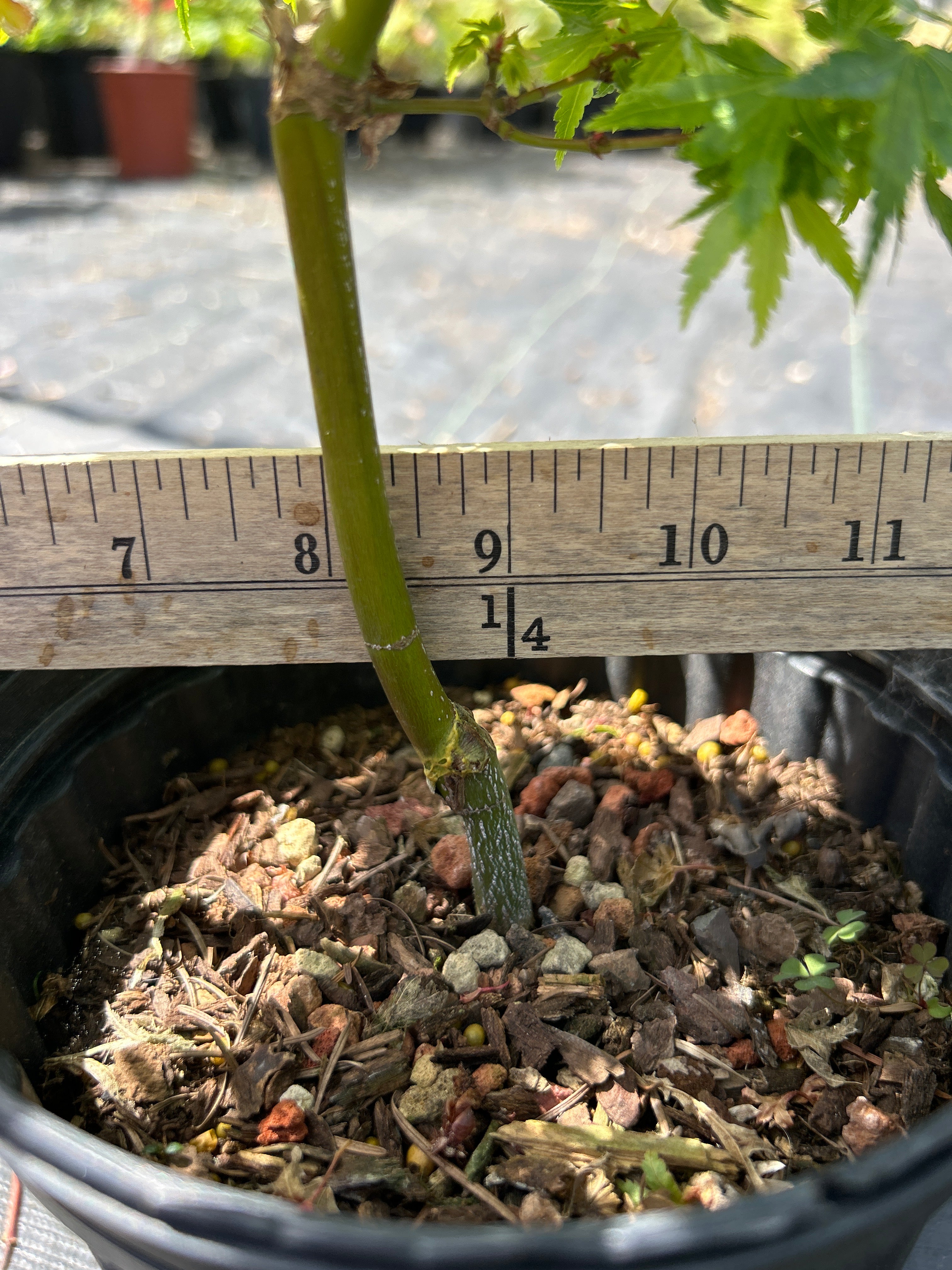 Koto Maru Pre-bonsai 1-2 year (#966)