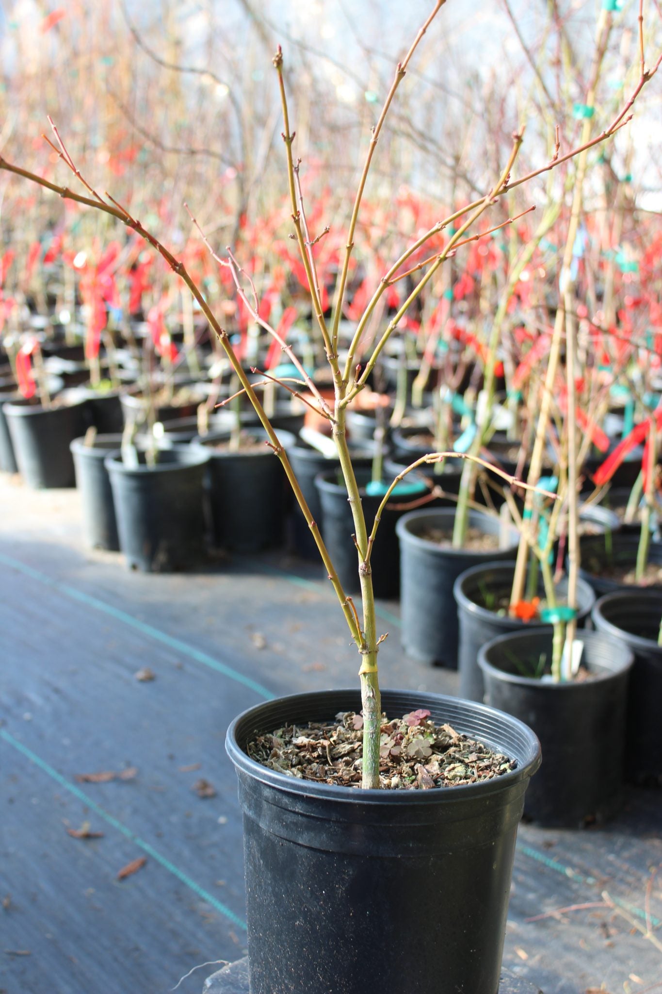 Aka Kawa Hime Pre-Bonsai (#800)