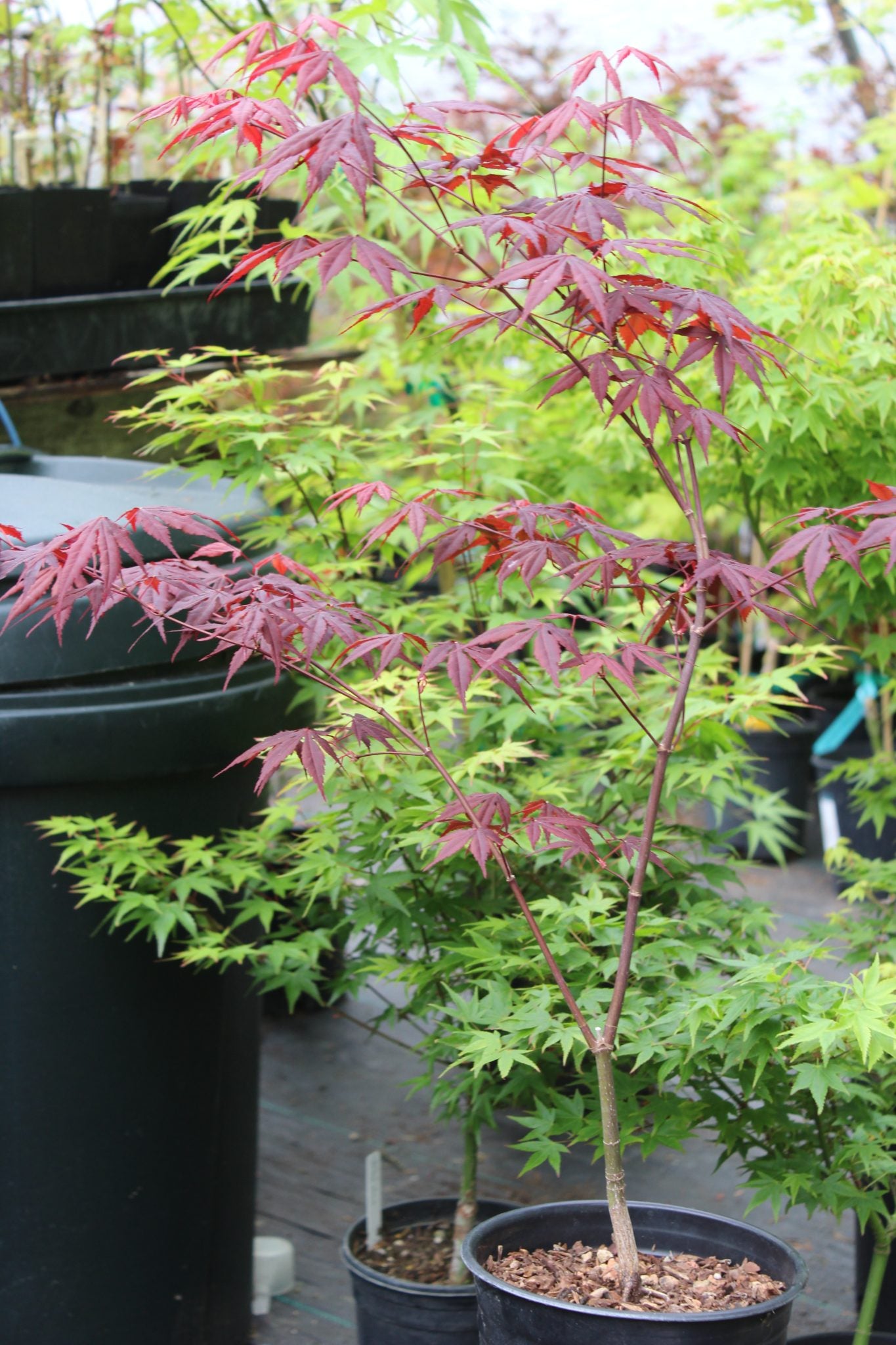 Red Japanese Maple Seedling 2 Yr Pre-Bonsai (#771)