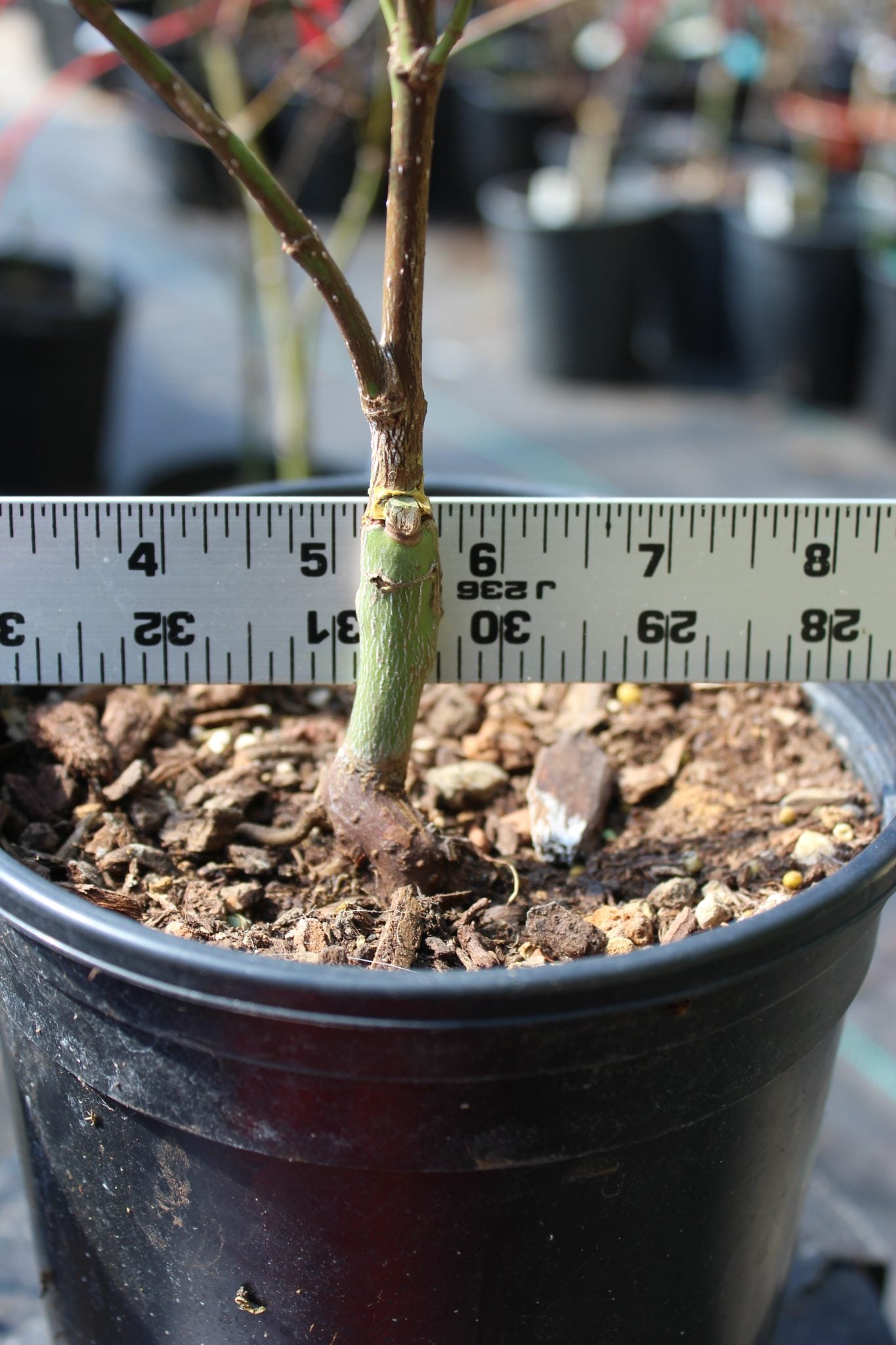 Autumn Moon 2 Yr Pre Bonsai (#814)