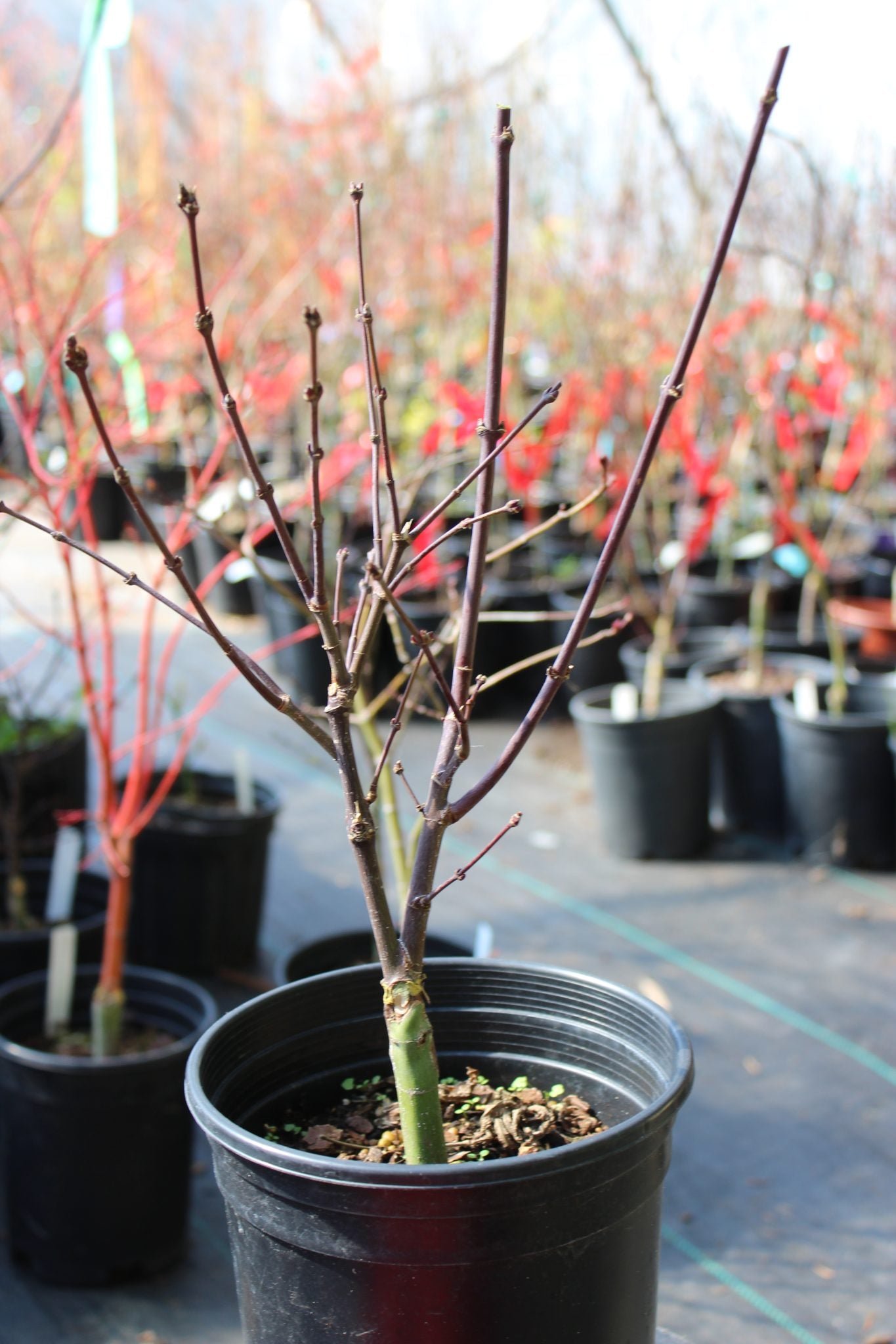 Pixie Pre Bonsai 2-3 yr (#813)