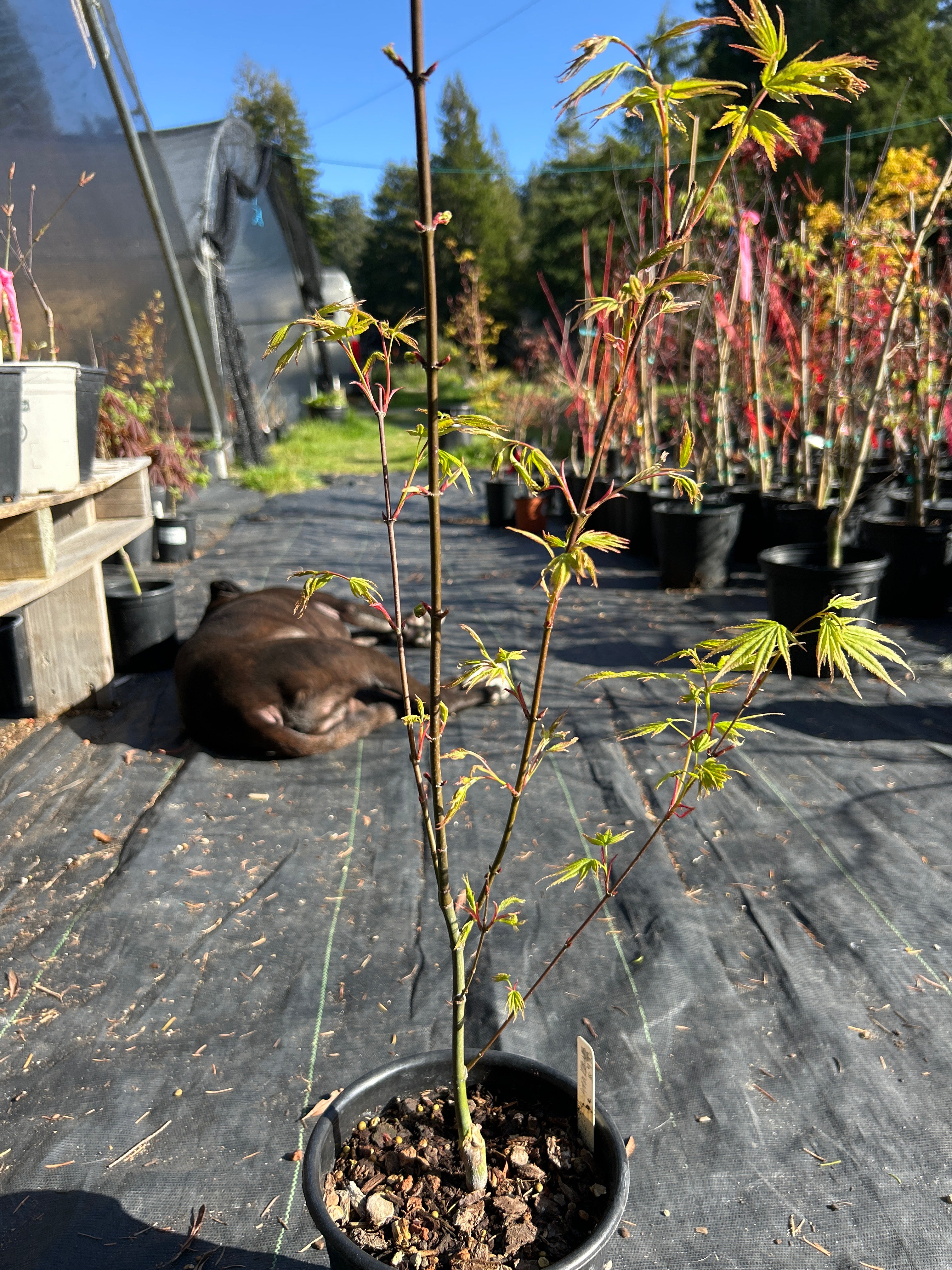 Arakawa Rough Bark Maple- 1-2 yr Pre-Bonsai (#933)