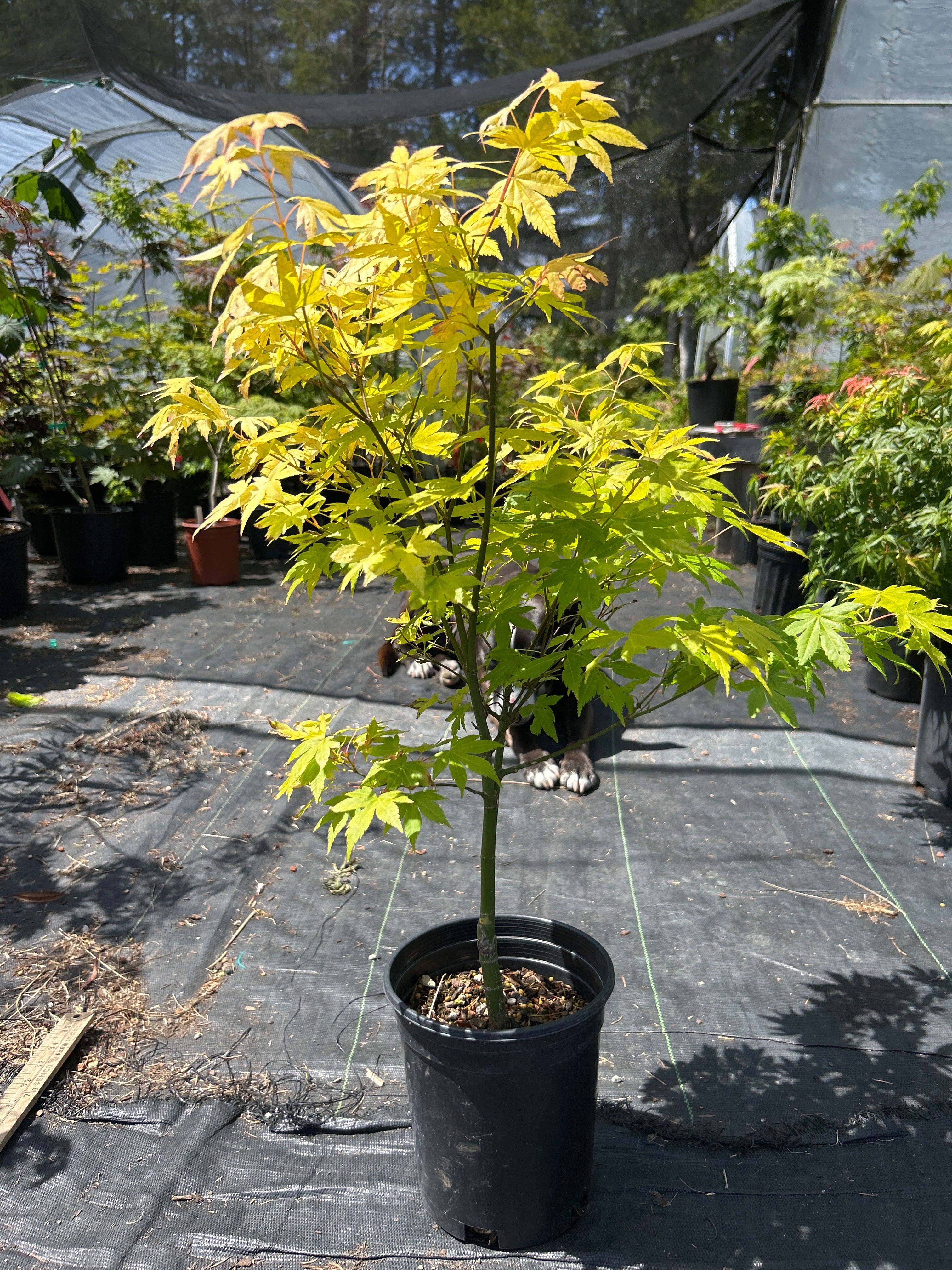 Orange Dream Pre-Bonsai 2-3 Yr. (#961)
