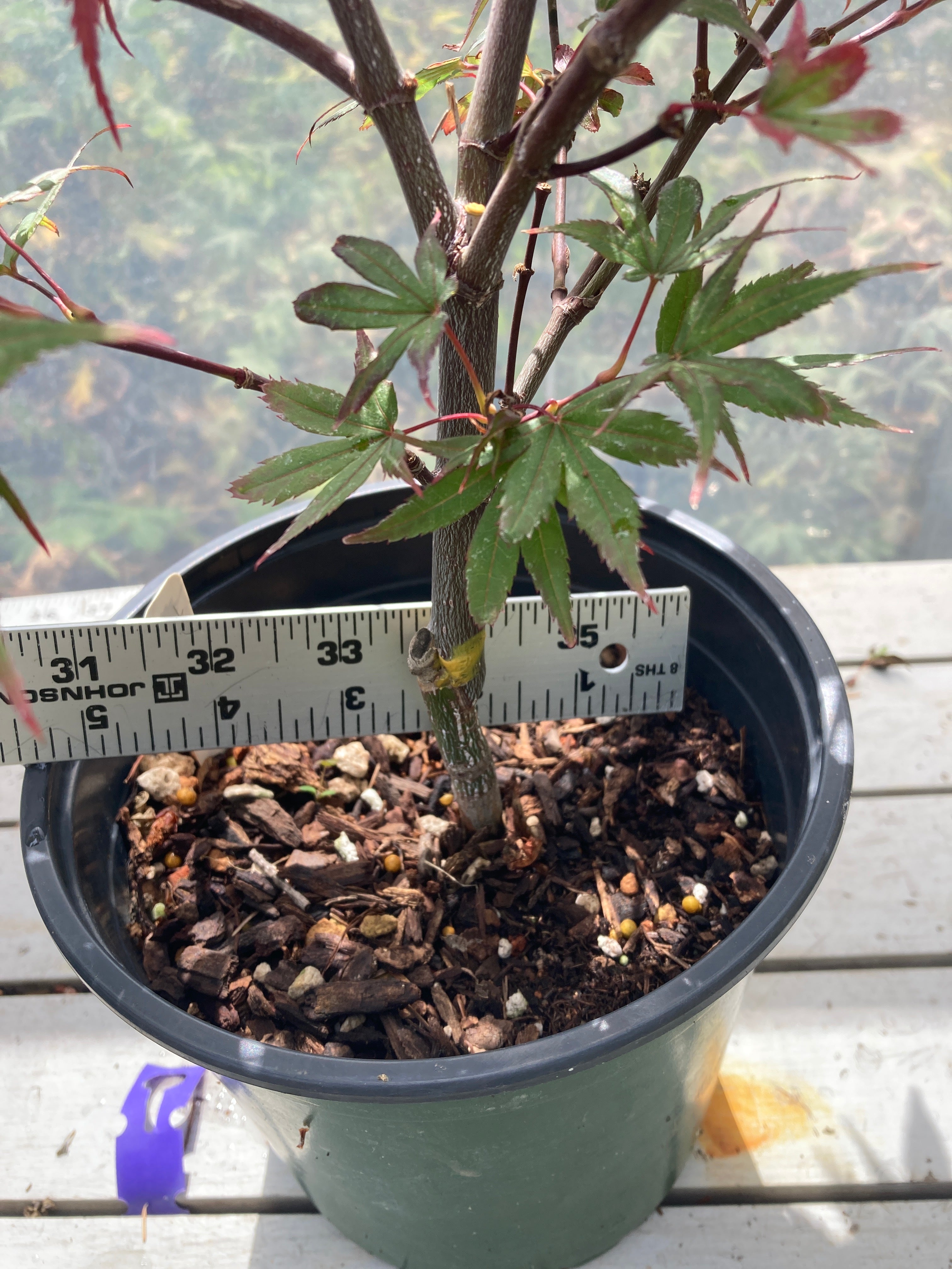Brandt's Dwarf Pre Bonsai 3 yr (#007)