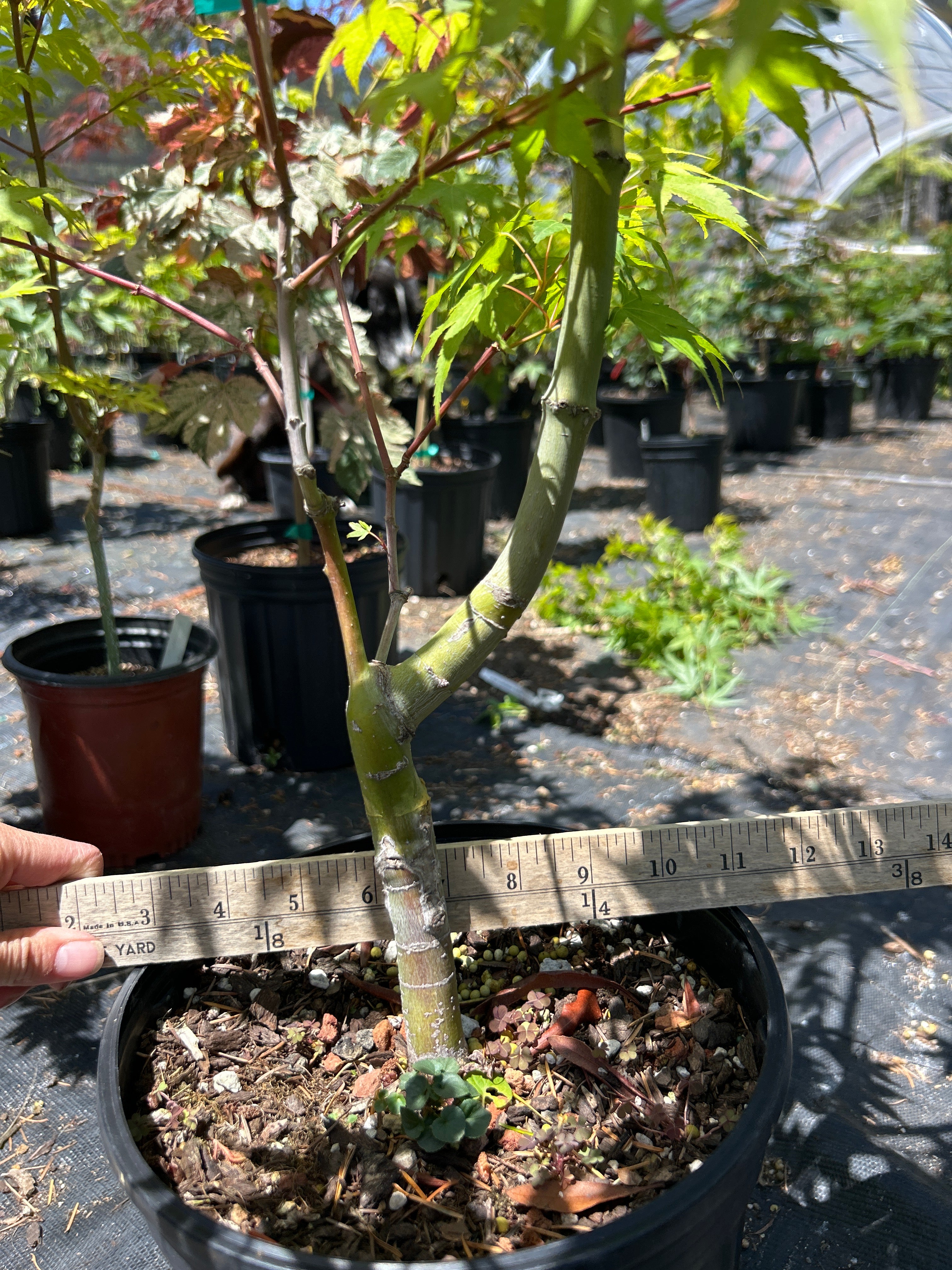 Sekka Yatsubusa 5 Yr Pre Bonsai (#65)