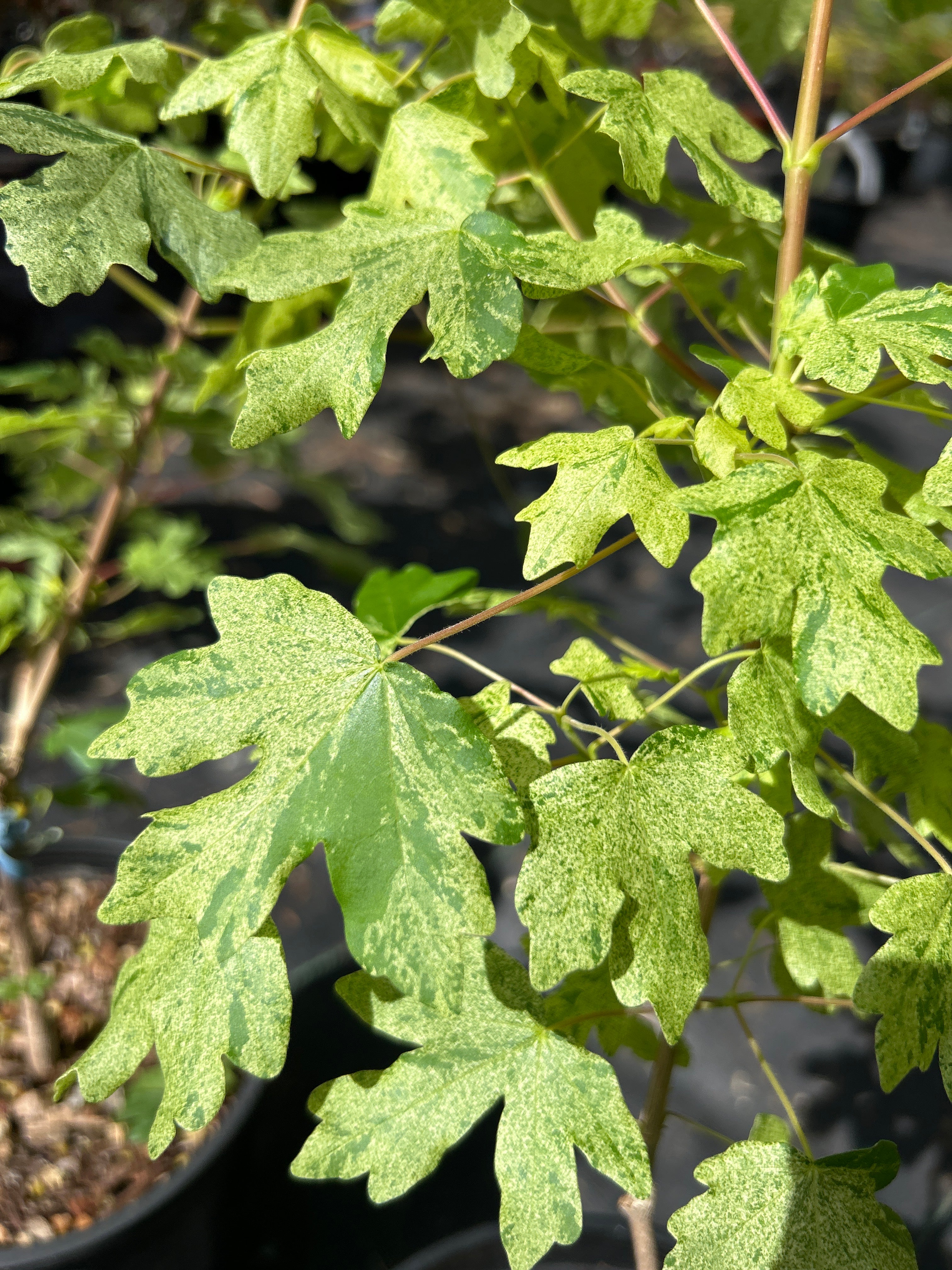 Acer campestre Pulverulantum