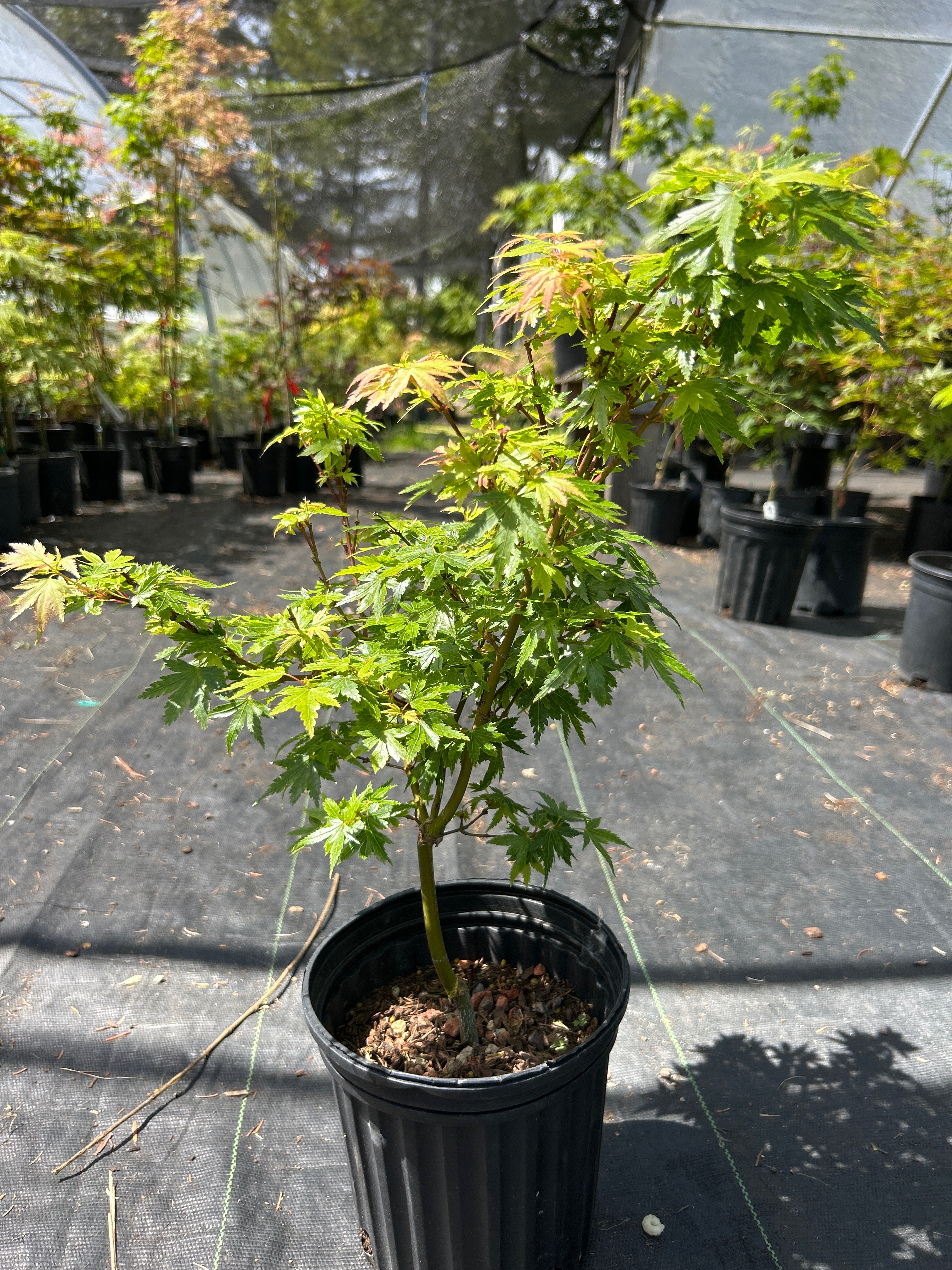 Koto Maru Pre-bonsai 1-2 year (#966)