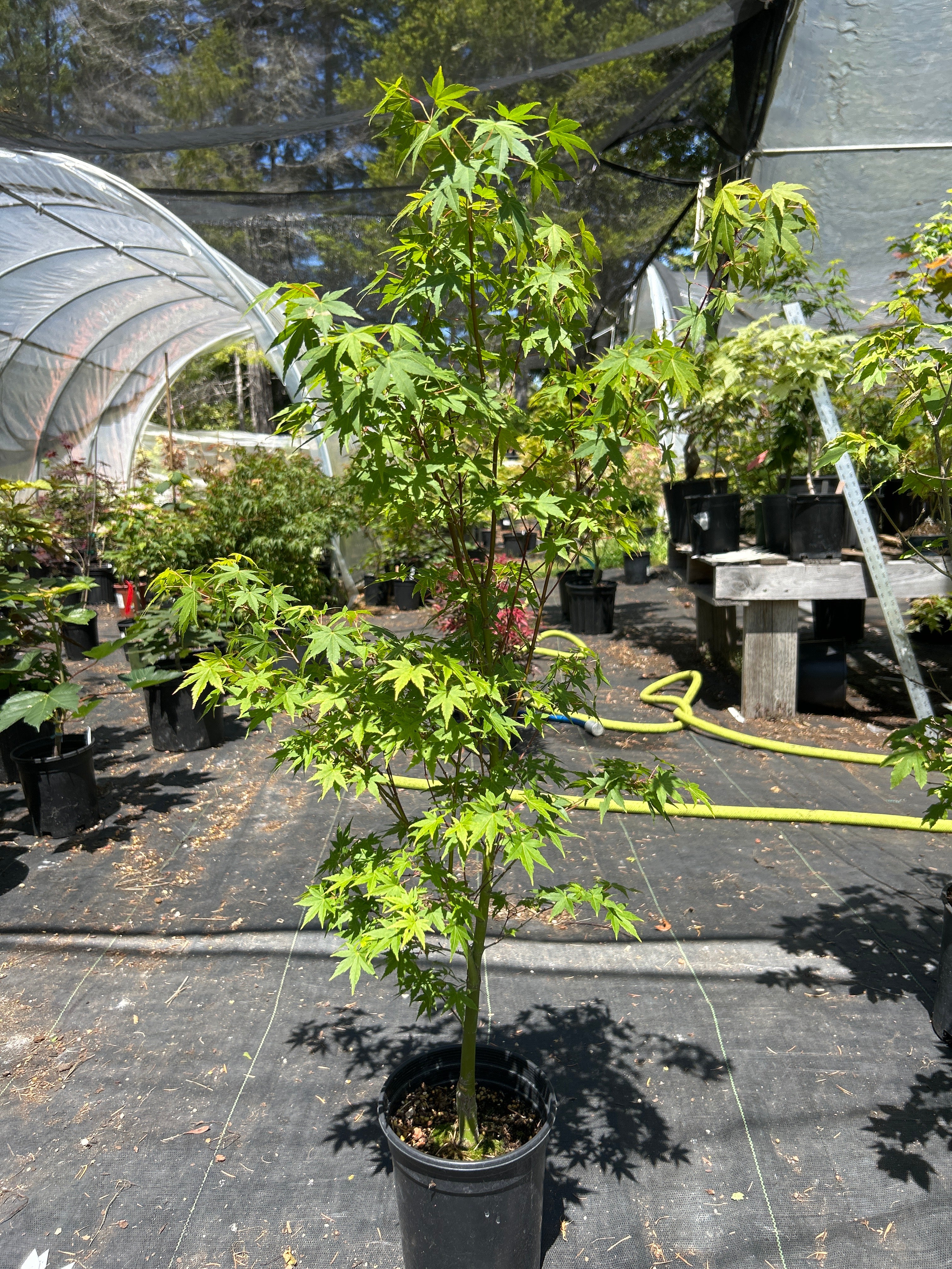 Tsukasa Silhouette 4 Year Pre-Bonsai (#61)