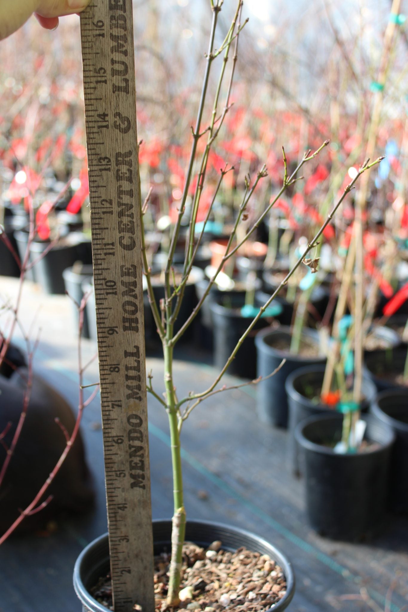 Wilson's Pink Dwarf 2 Yr Pre Bonsai (#808)