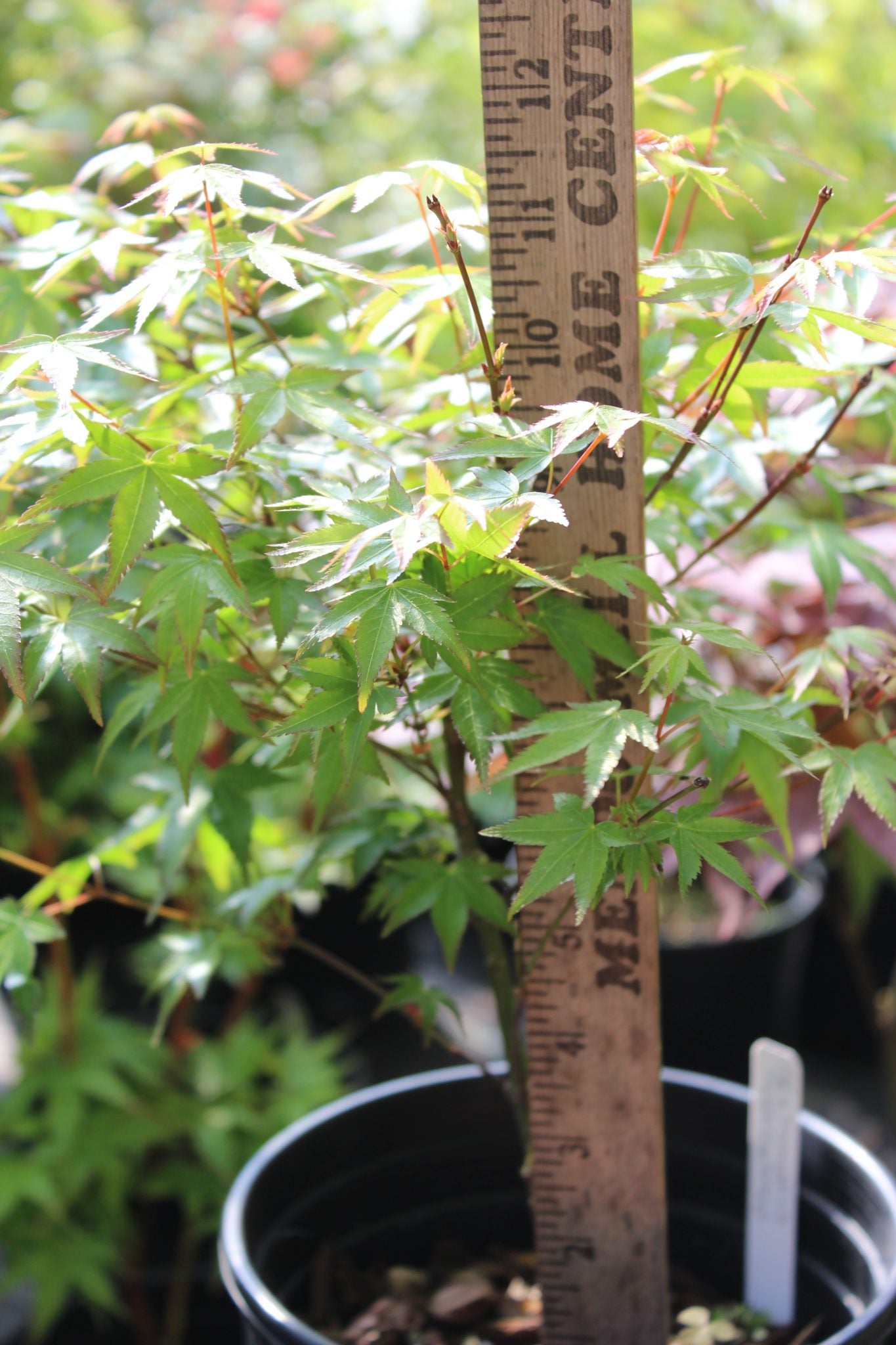 Murasaki Kiyhome Pre Bonsai 1-2 yr (#765)