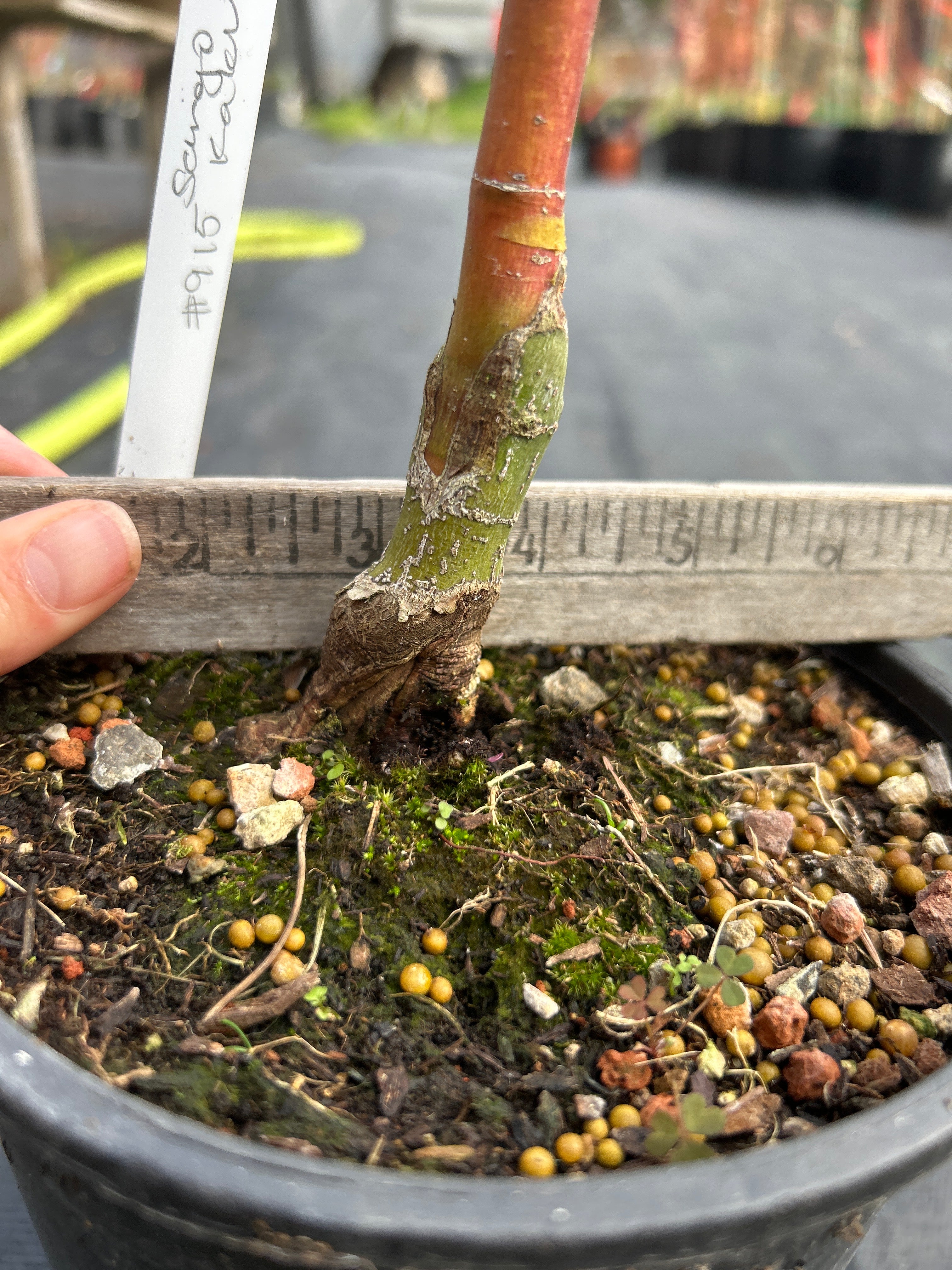 Sango Kaku (Coral Bark) 3-4 Yr Pre-Bonsai (#915)