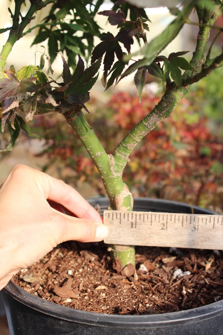 Mikawa Yatsubusa 4-5 Yr Pre Bonsai (#621)