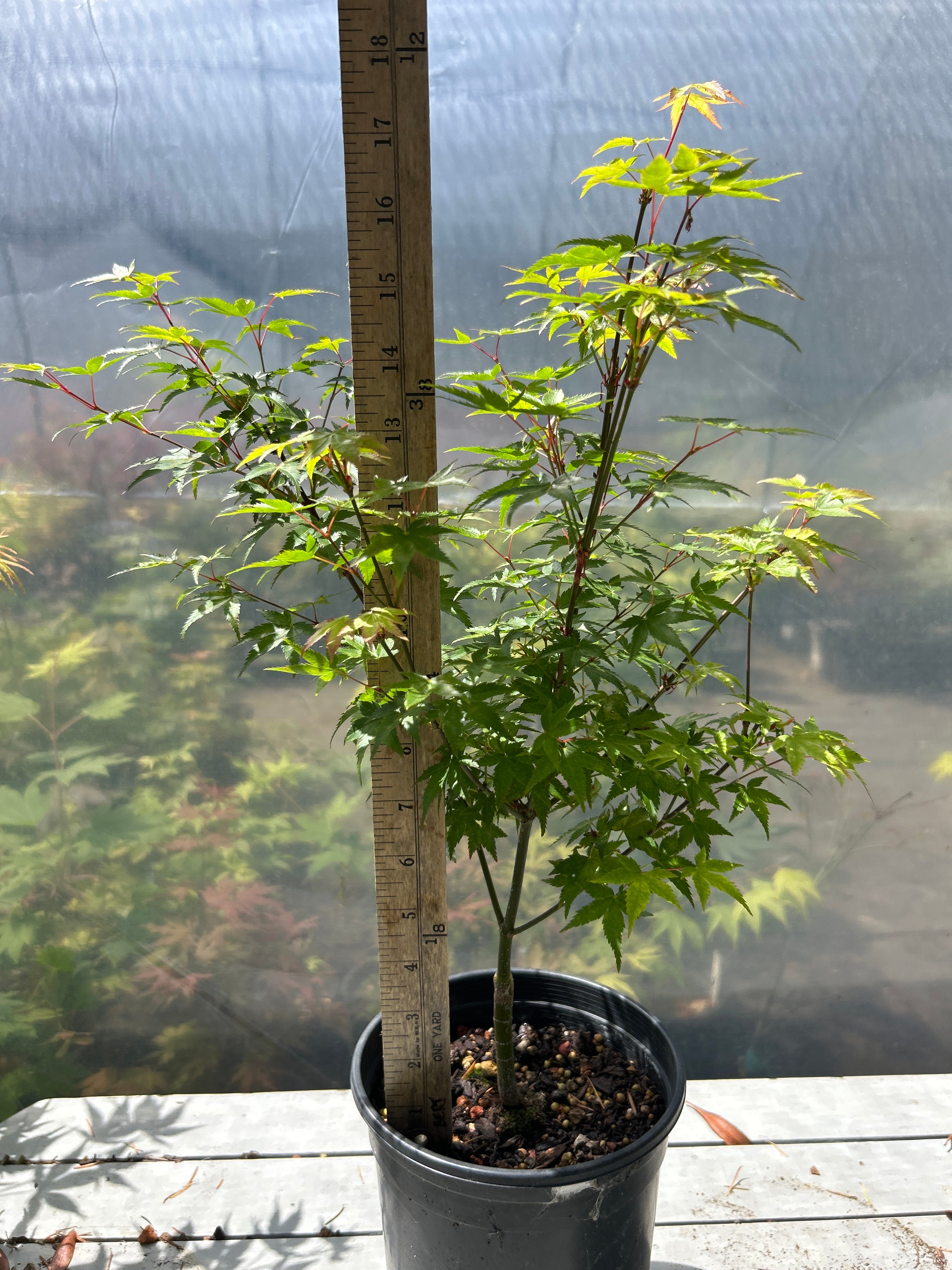 Murasaki Kiyhome Pre Bonsai 1-2 yr (#954)
