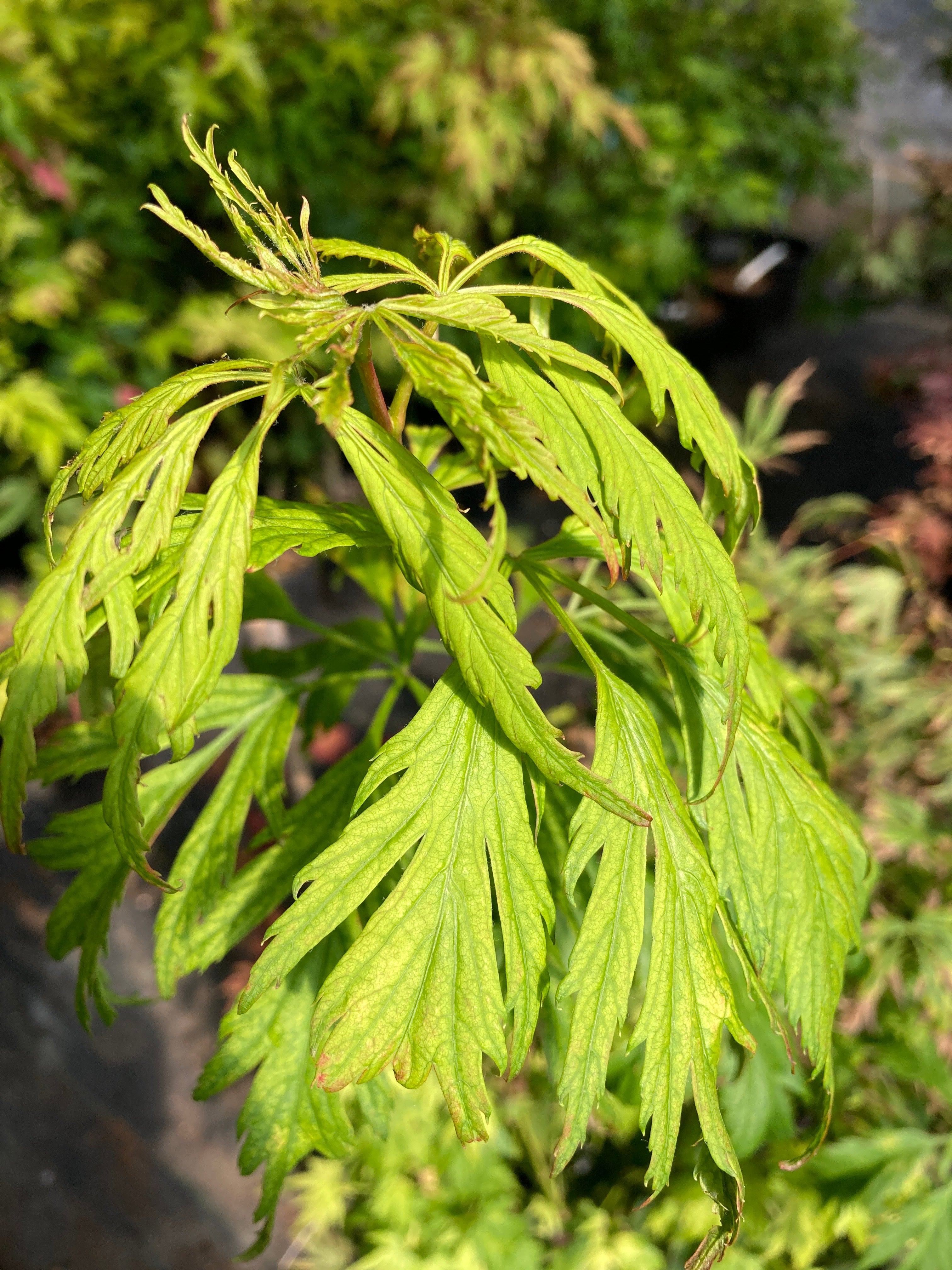 Acer circinatum Monroe