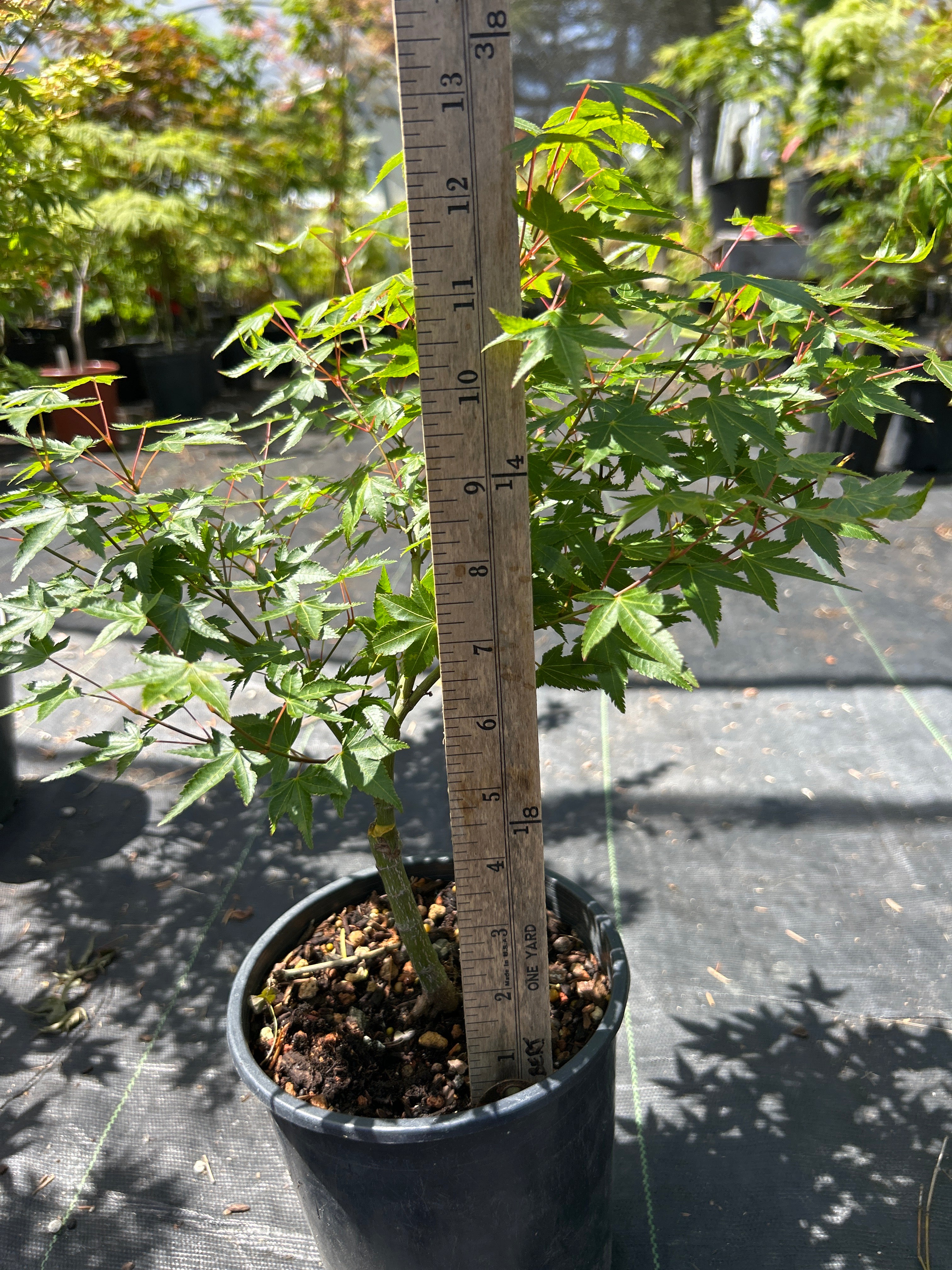 Caperci Dwarf Pre Bonsai 2 Yr. (#963)