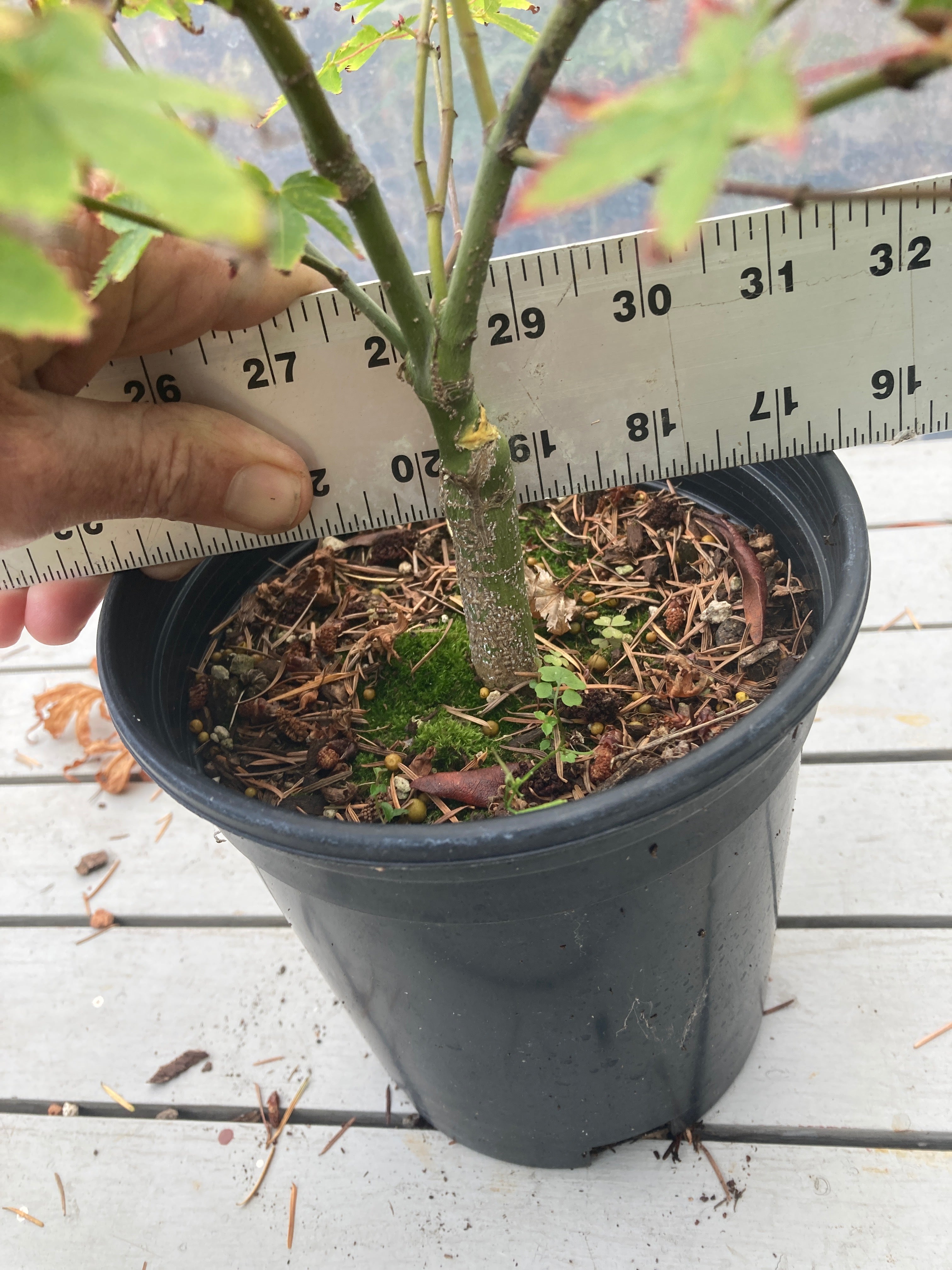 Murasaki Kiyohime 2-3 Year Pre Bonsai (#655)