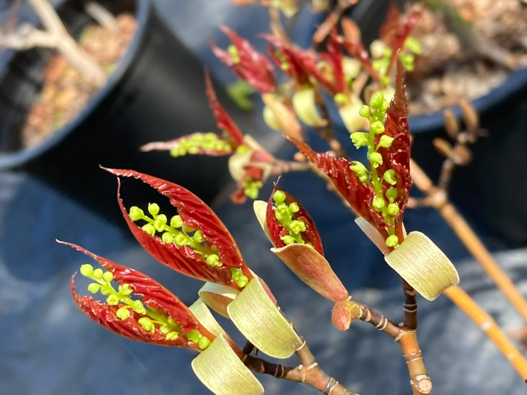 Acer Morifolium
