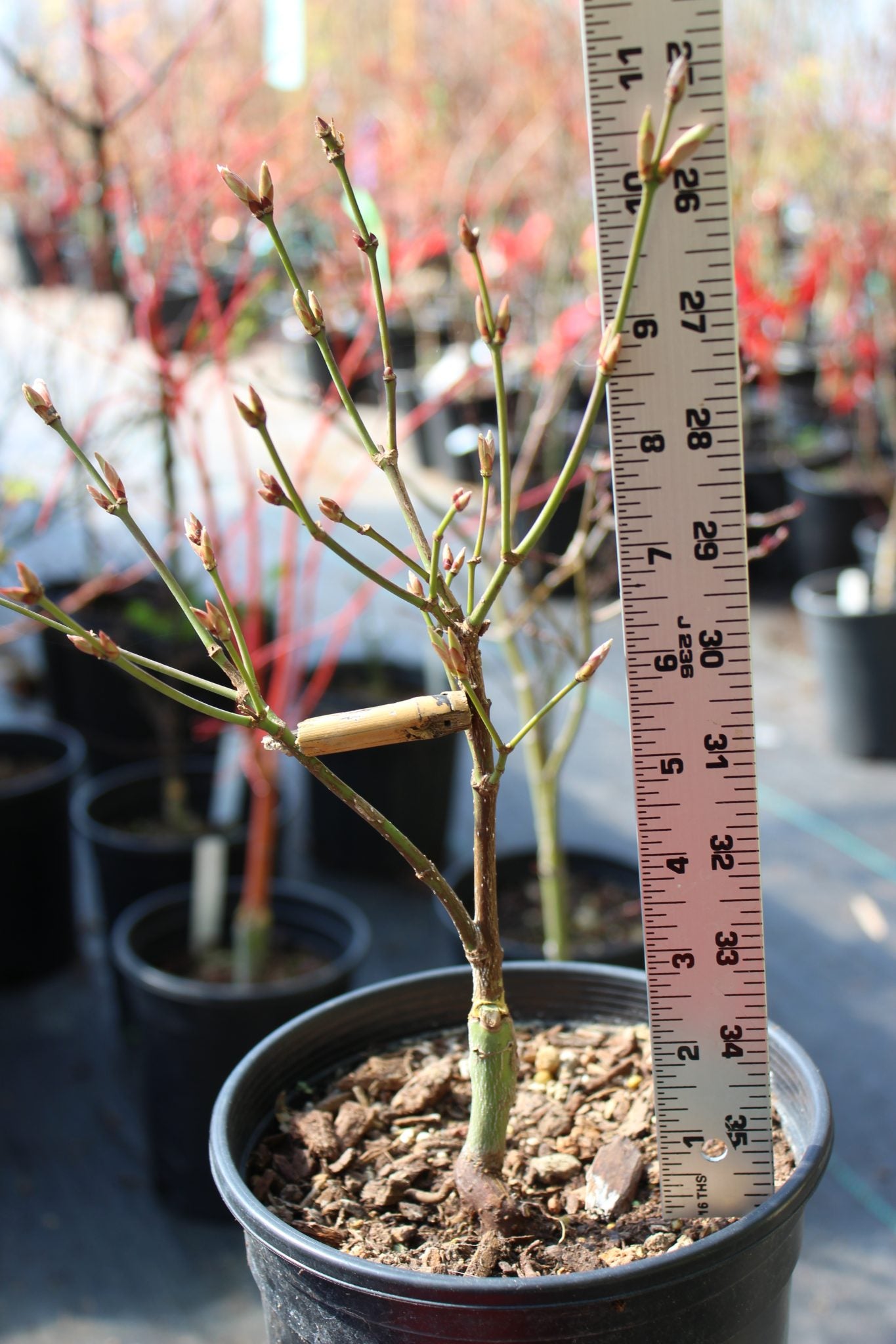 Autumn Moon 2 Yr Pre Bonsai (#814)
