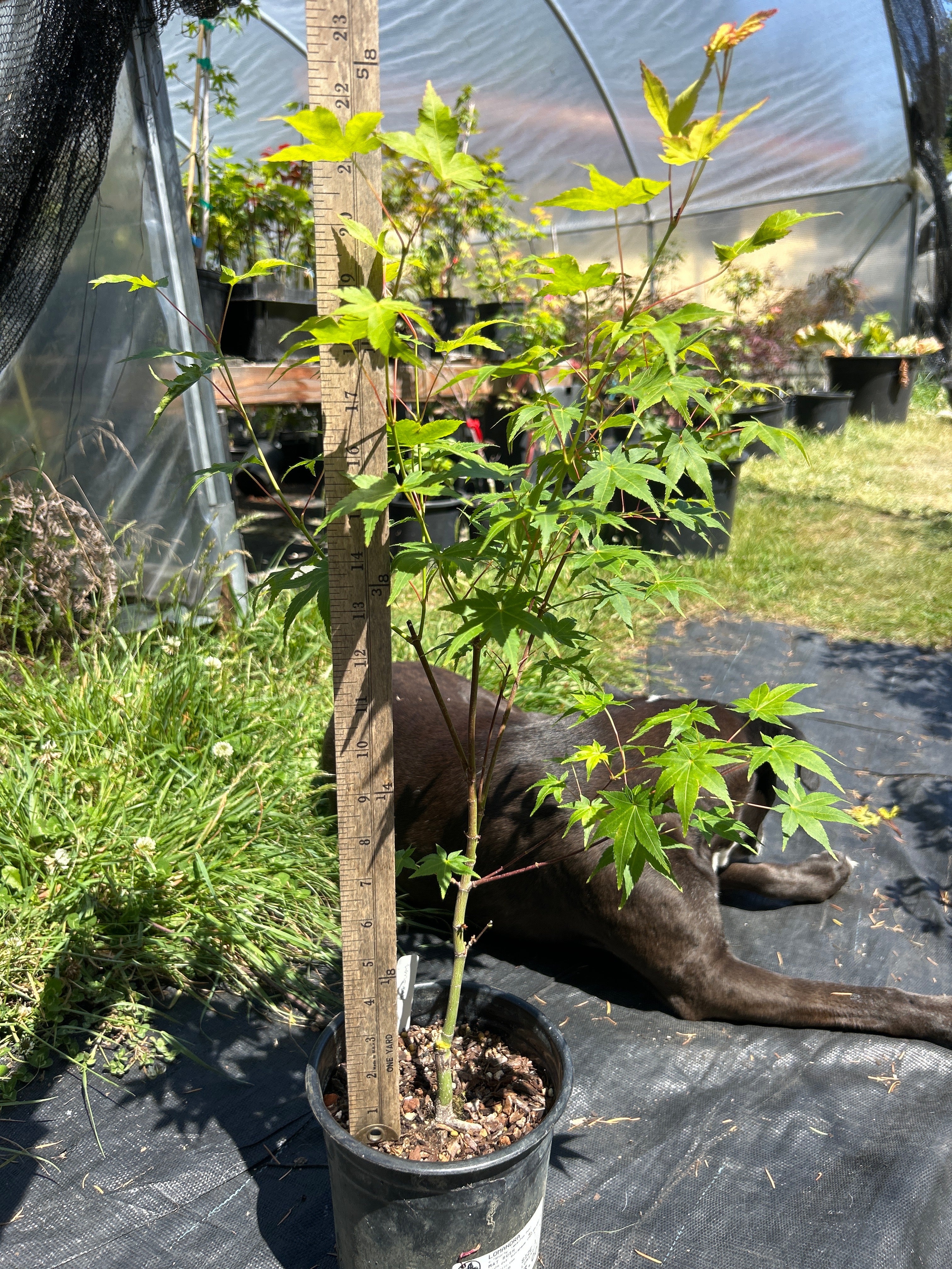 Ap Aureum Pre-Bonsai 1-2 yr (#67)