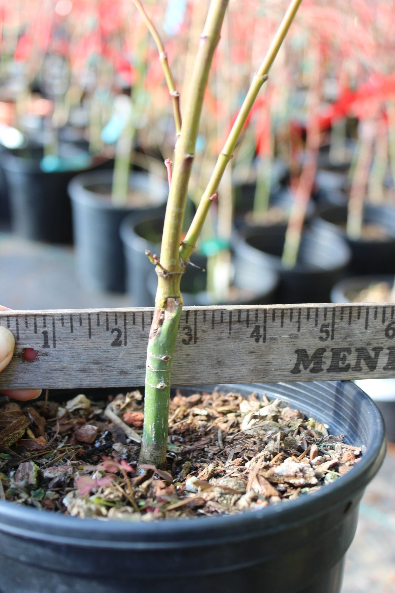 Aka Kawa Hime Pre-Bonsai (#800)