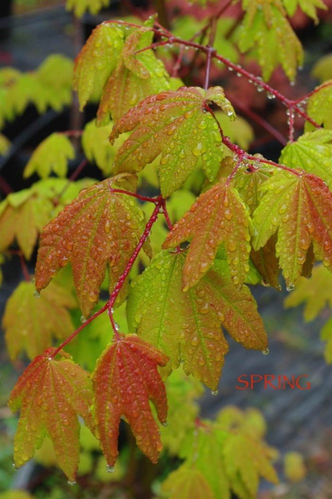 Acer circinatum Burgundy Jewel -Mendocino Maples