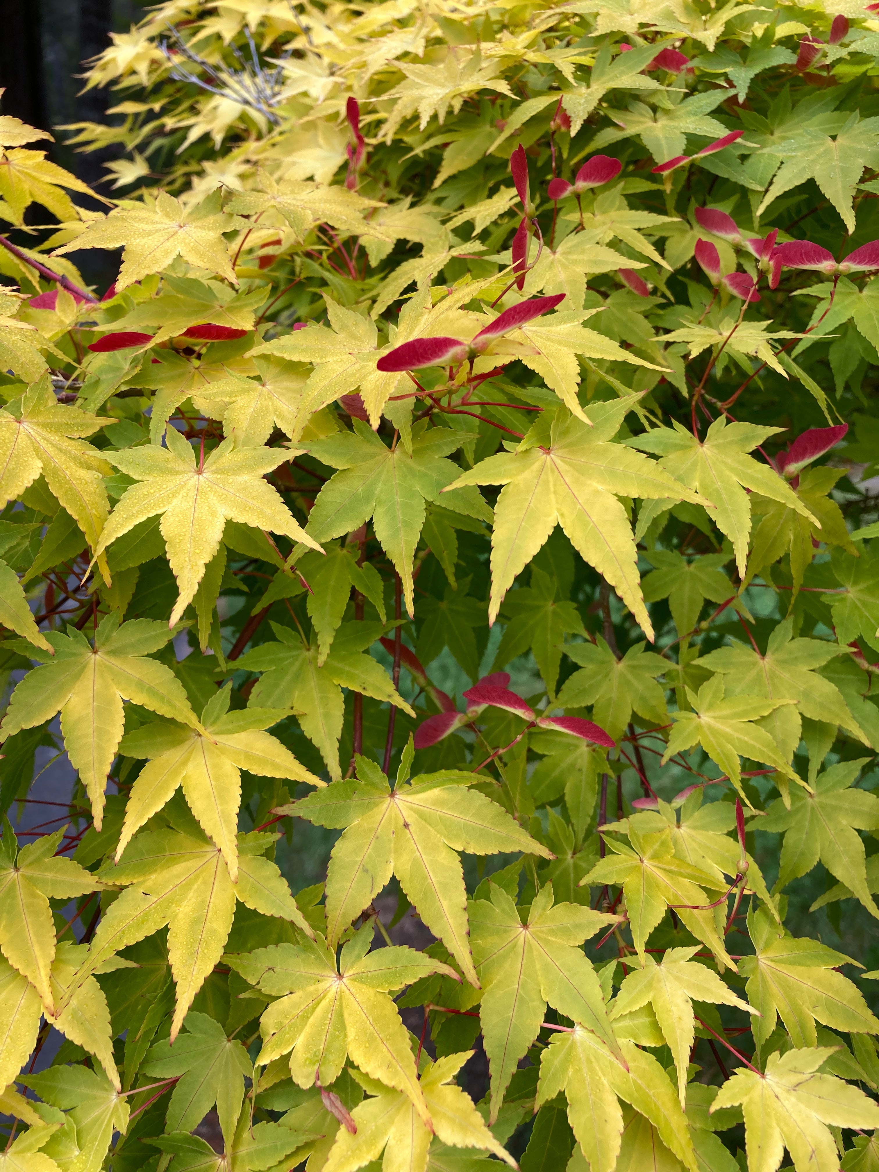A. palmatum 'Aureum'