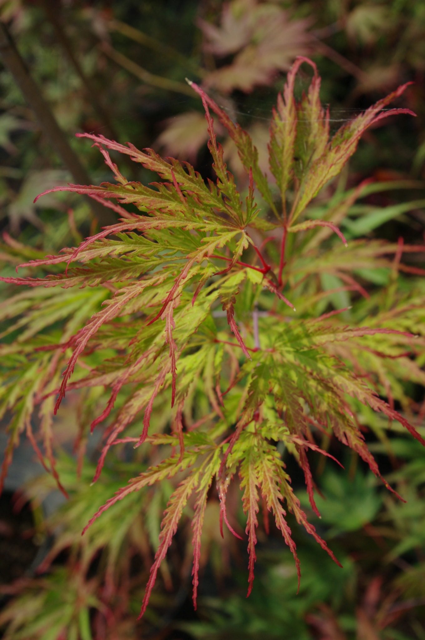 Autumn Fire