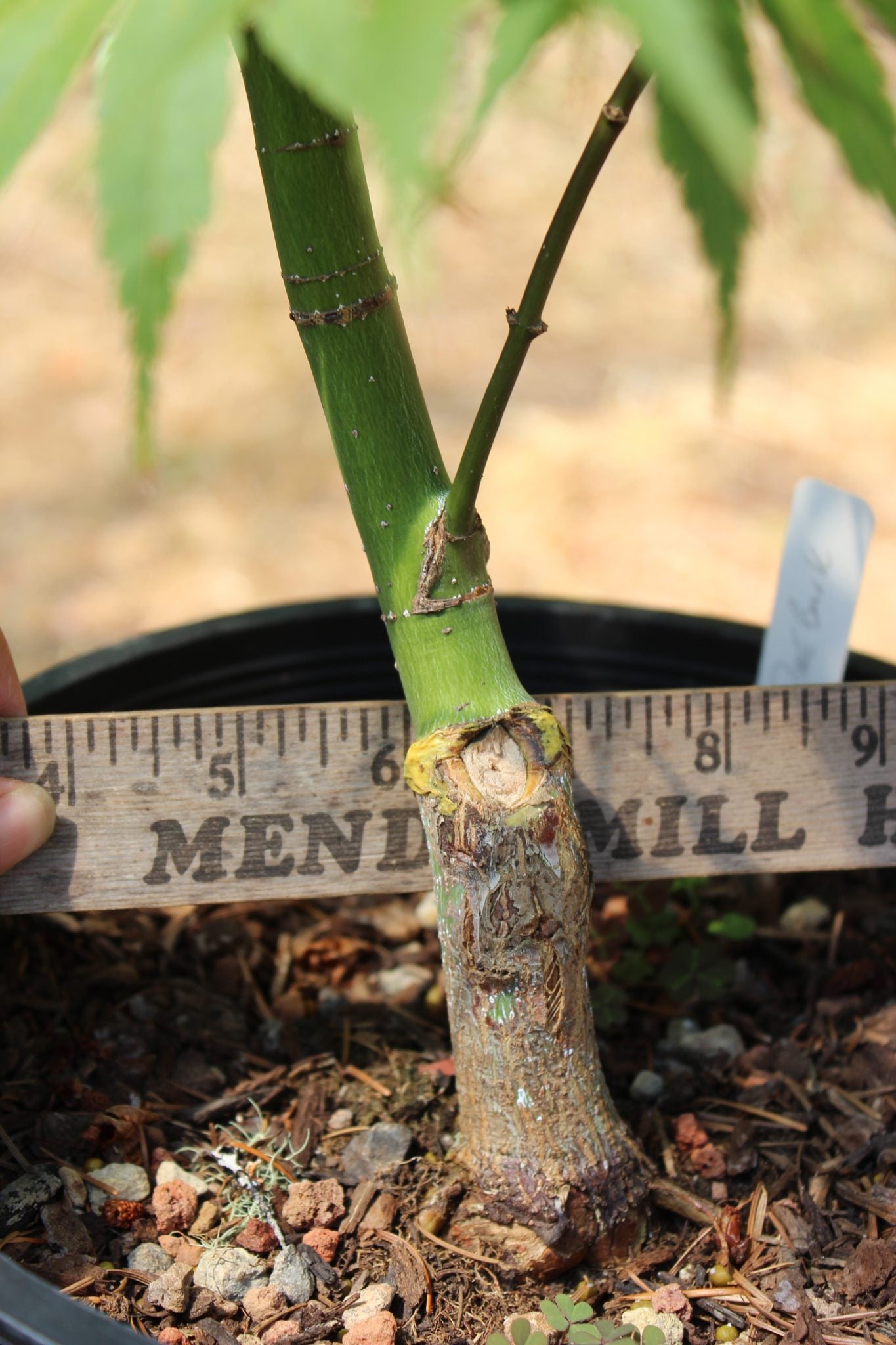 Pine Bark Nishiki Gawa (4 Yr) Pre Bonsai (#791)