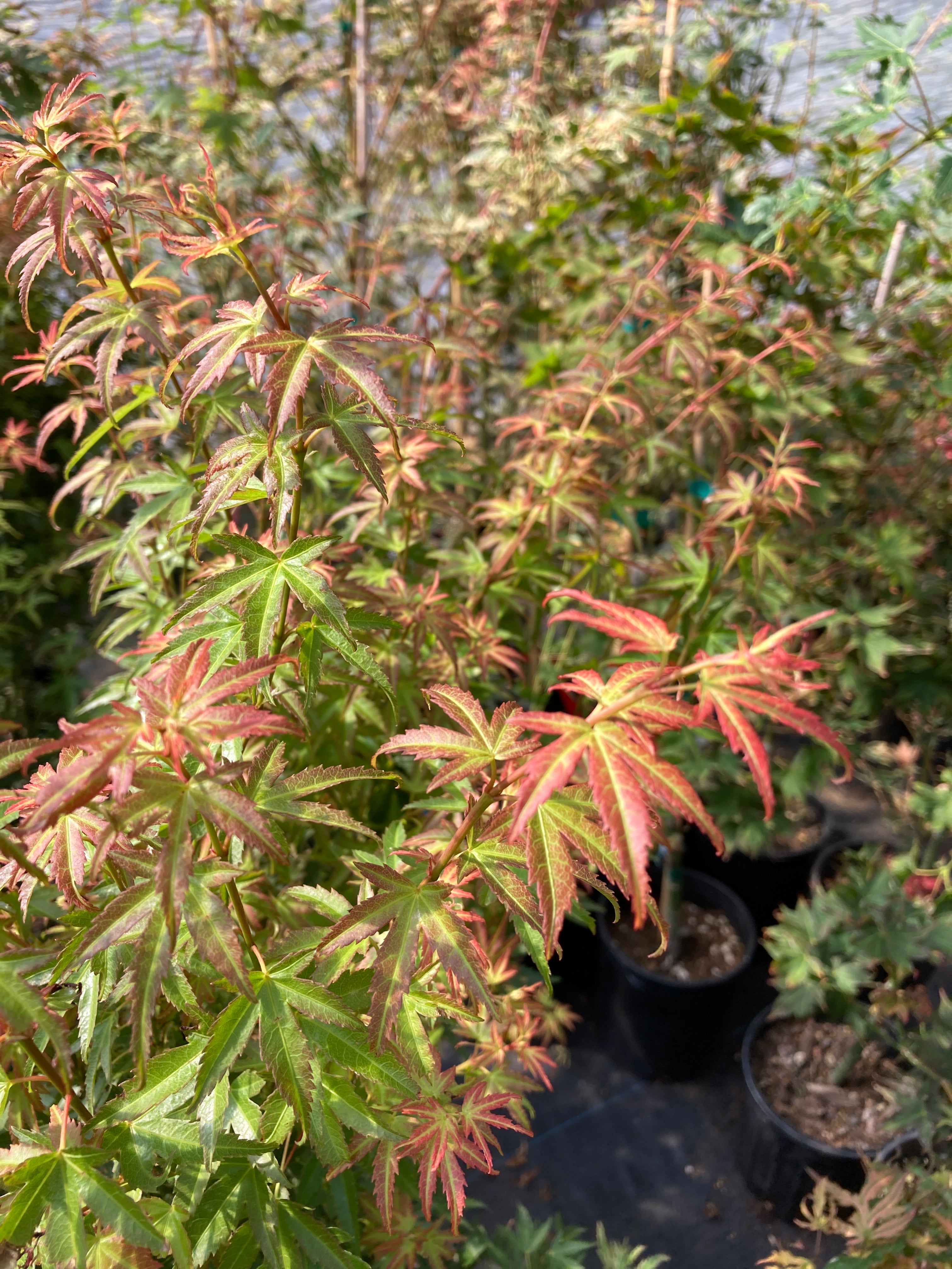 Akajii nishiki / Bonfire