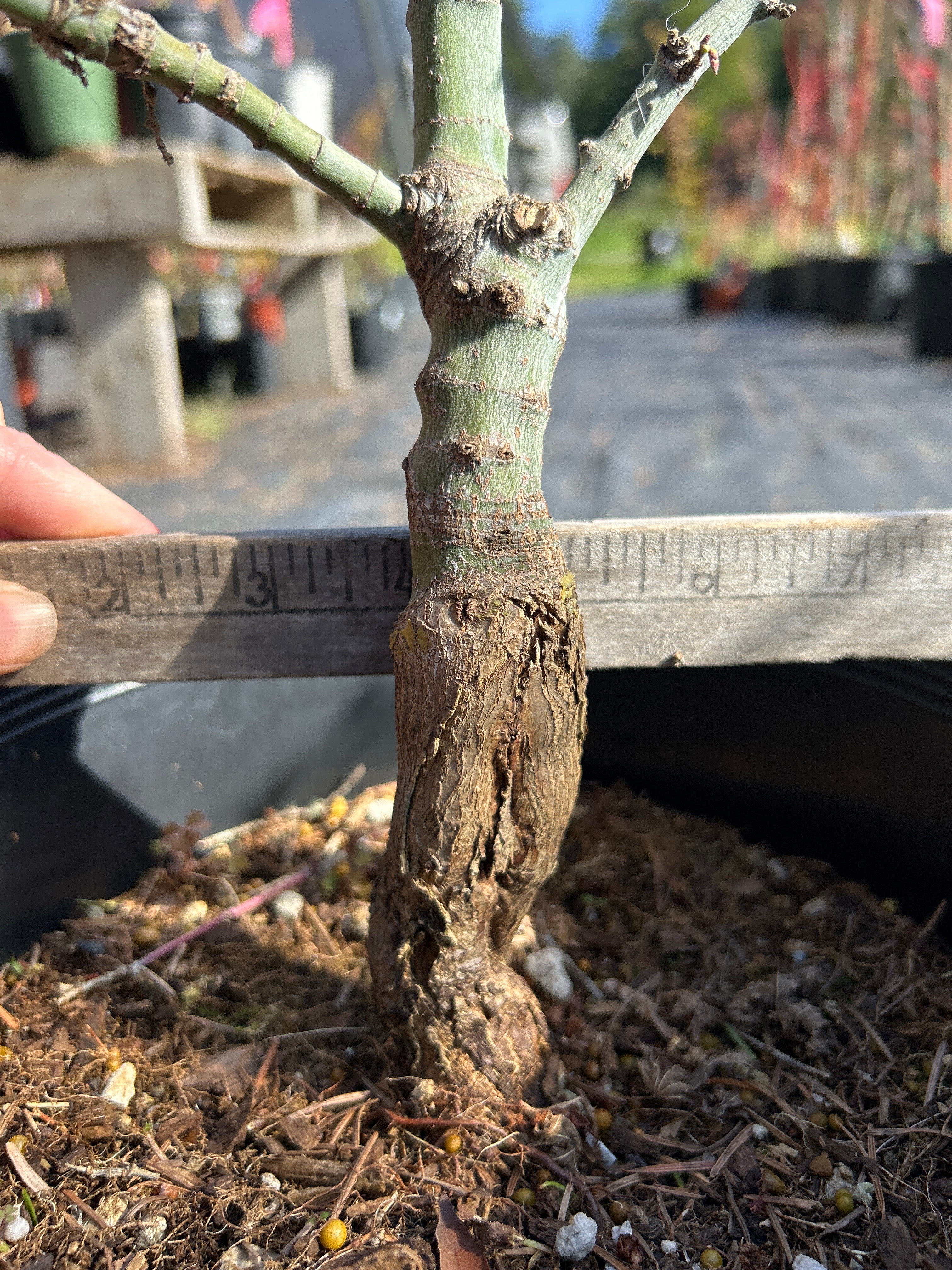 Seiun Kaku Pre-Bonsai 5-6 yr (#922)