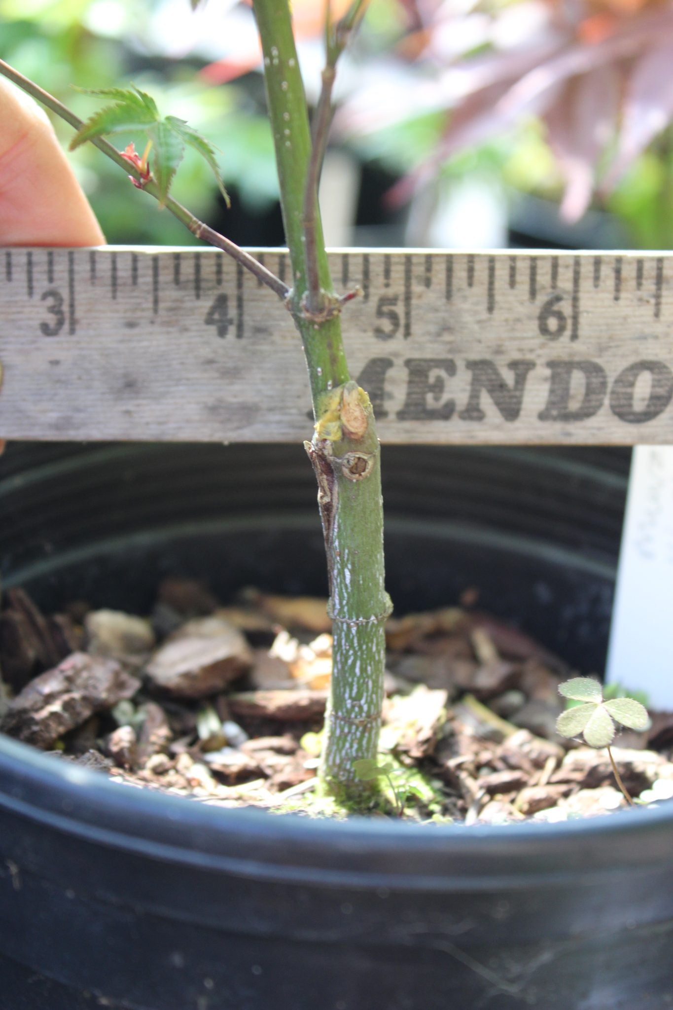 Murasaki Kiyhome Pre Bonsai 1-2 yr (#765)
