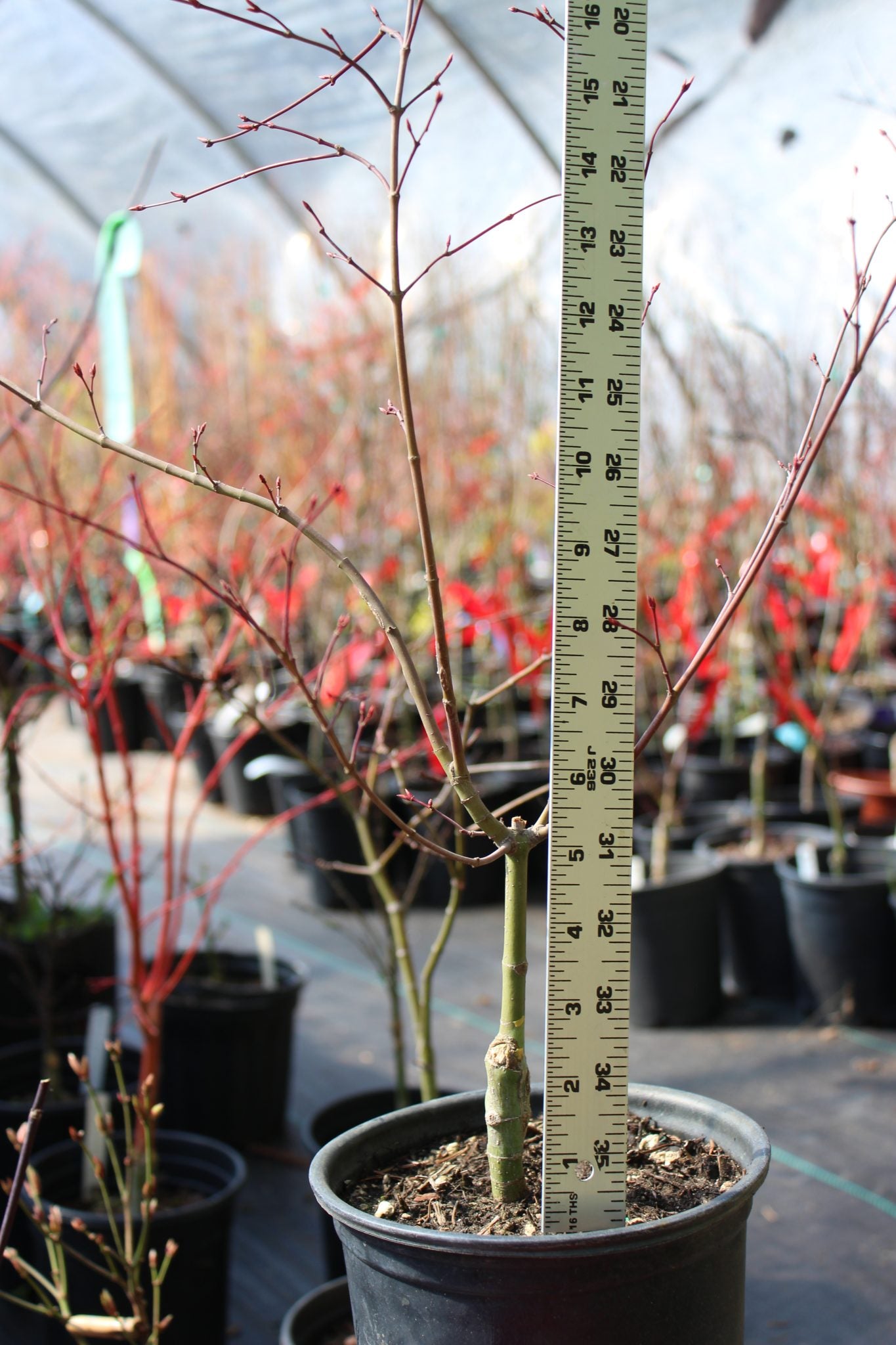 Beni Maiko Pre Bonsai 3-4 yr (#816)