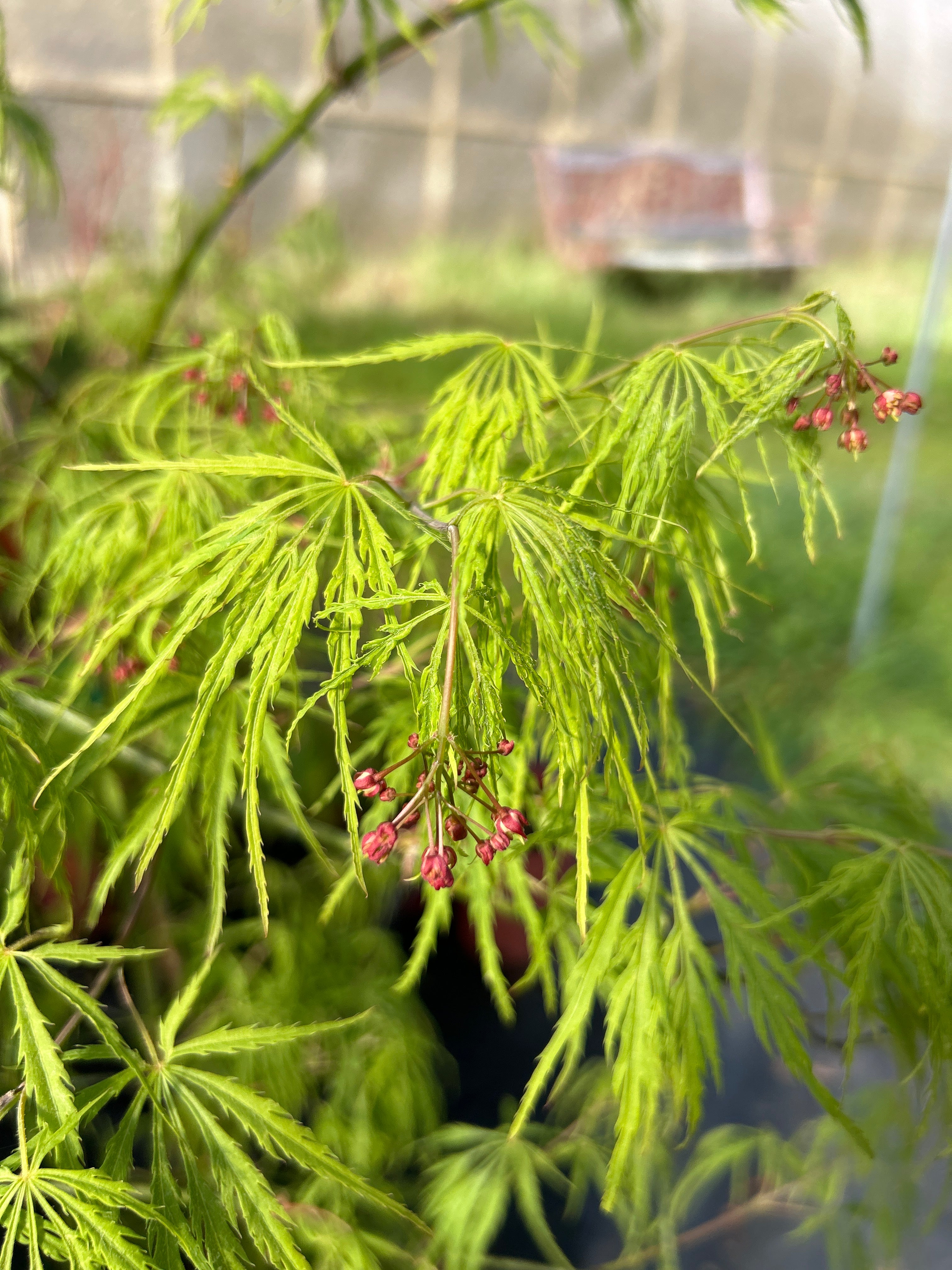 Waterfall – Mendocino Maples Nursery