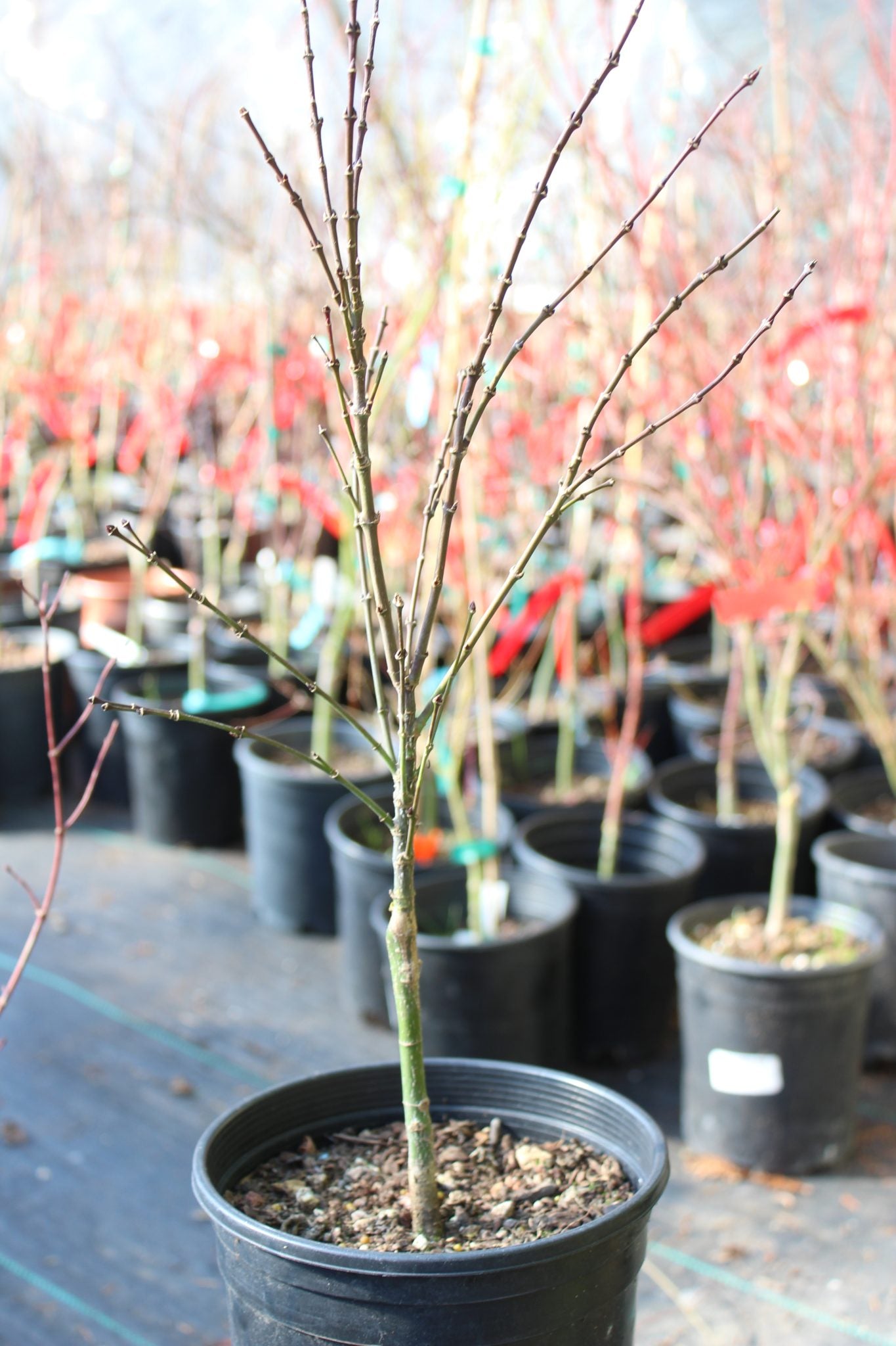 Lima Gold 2 yr Pre Bonsai (#805)