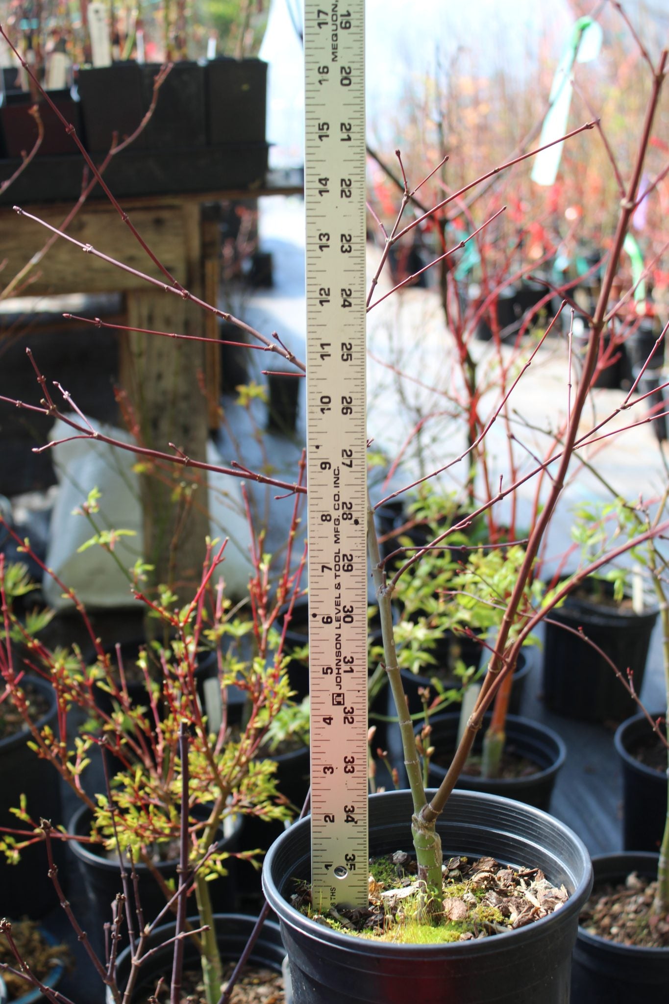Shindeshojo Pre-Bonsai 2-3 Yr. (#820)