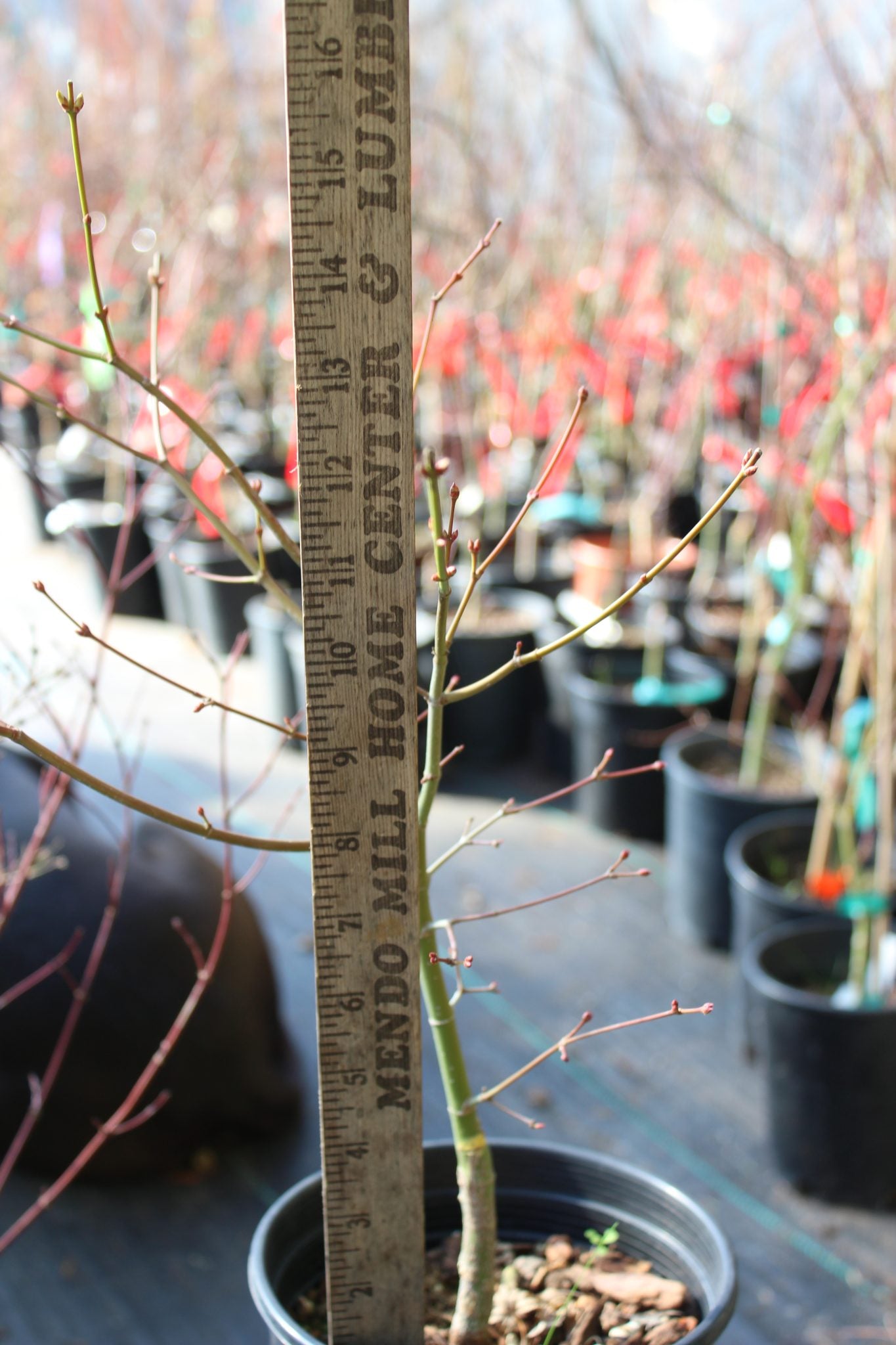 Katsura Hime 2 Yr. Pre Bonsai (#809)