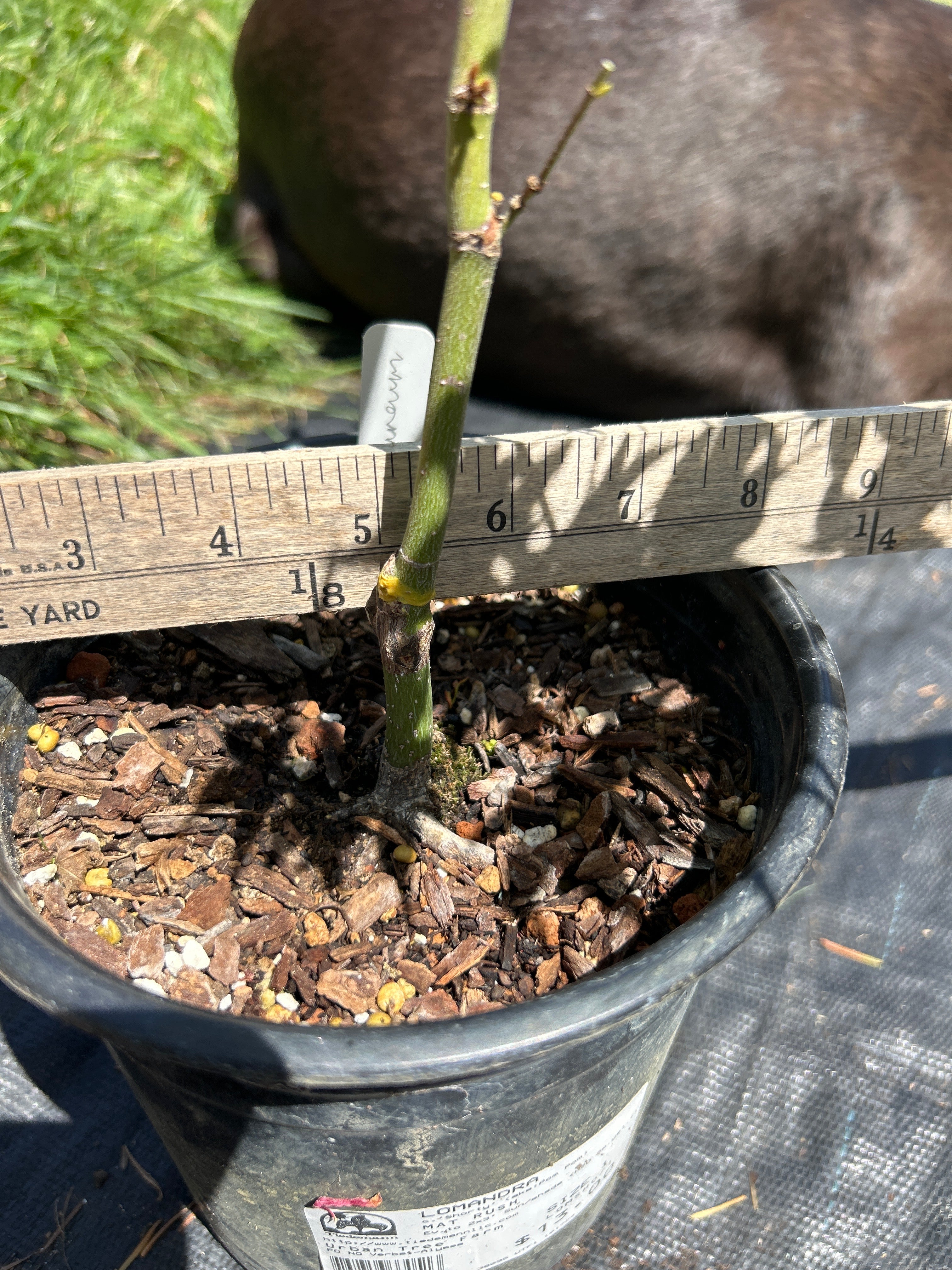 Ap Aureum Pre-Bonsai 1-2 yr (#67)
