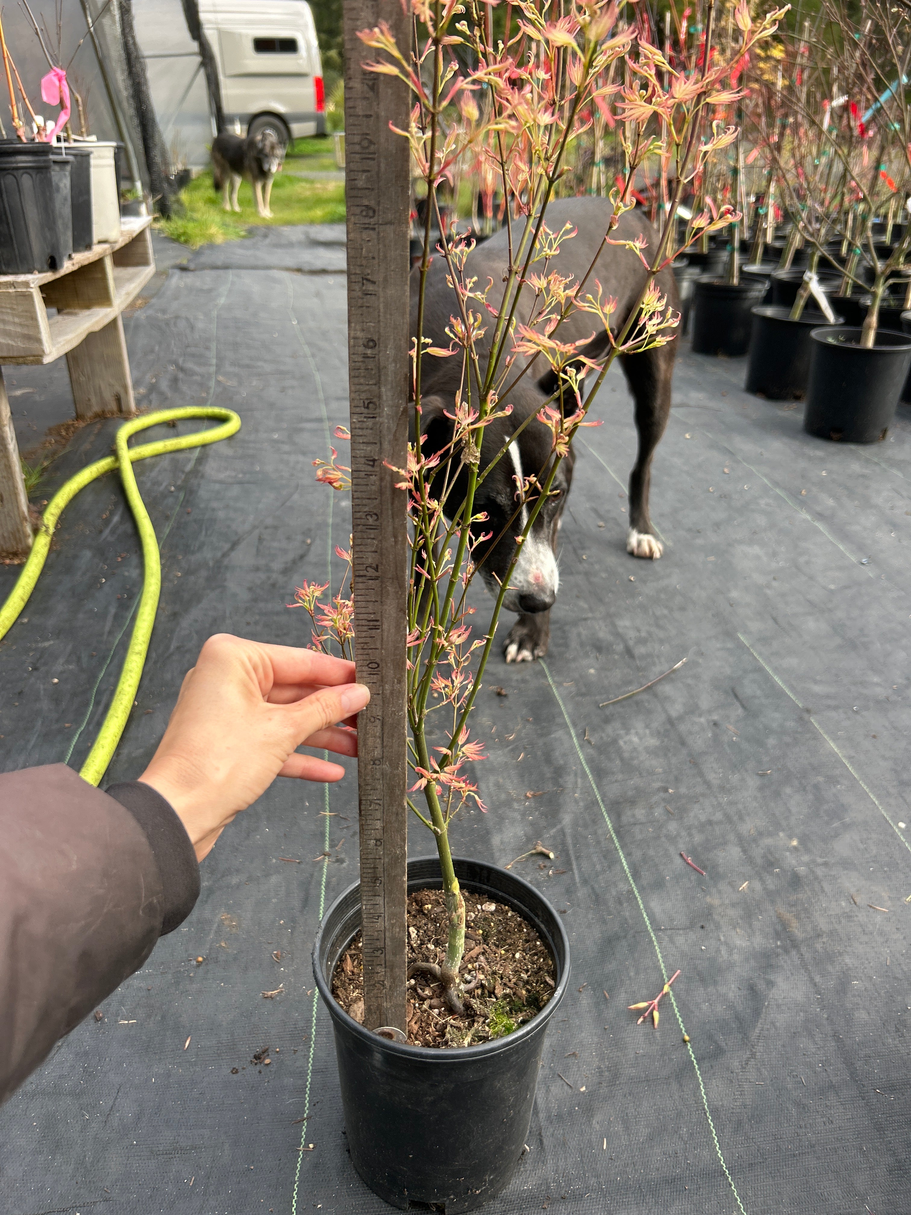 Wilson’s Pink Dwarf pre bonsai 2 year (#917)