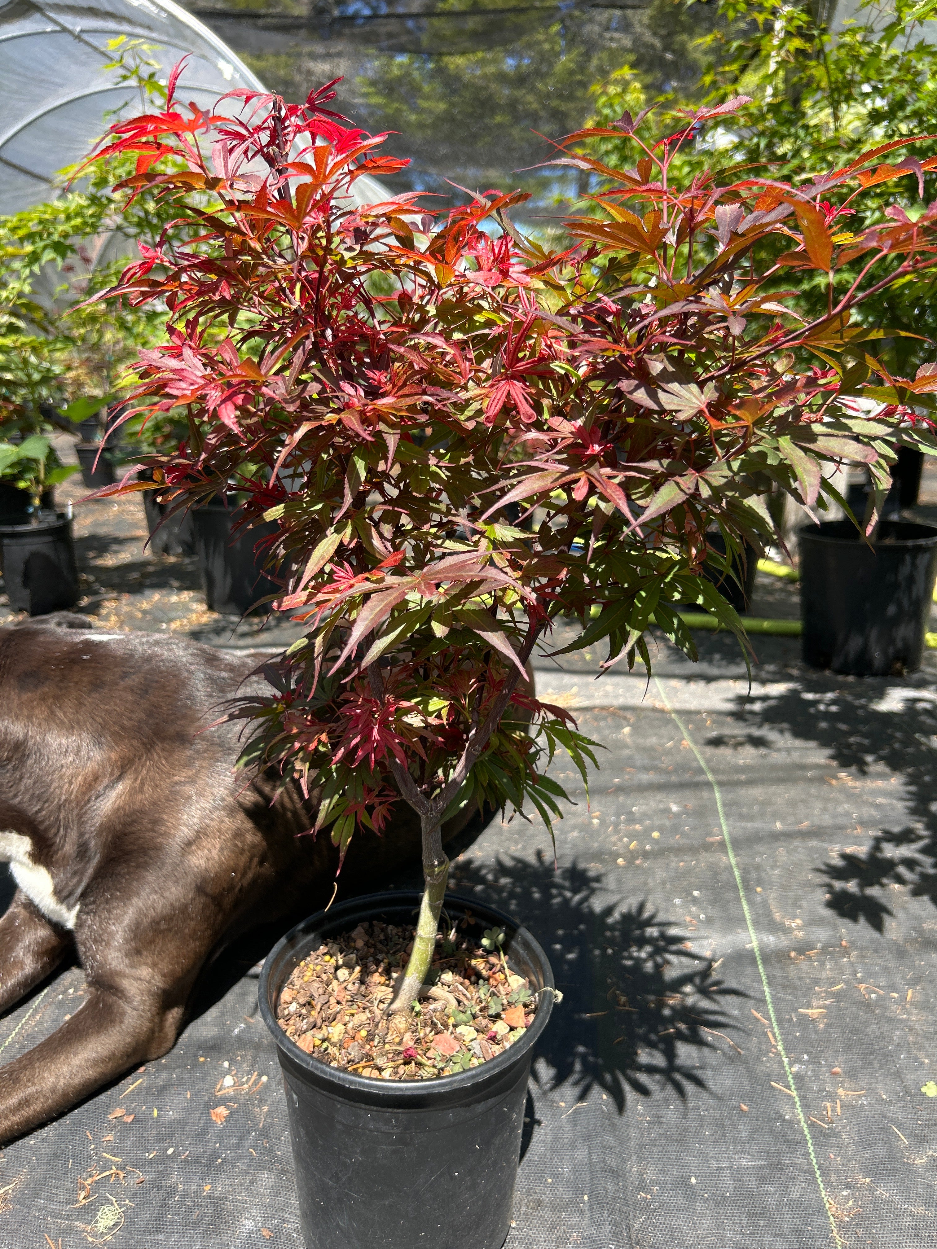 Fireball Pre Bonsai 2-3 Yr (#57)