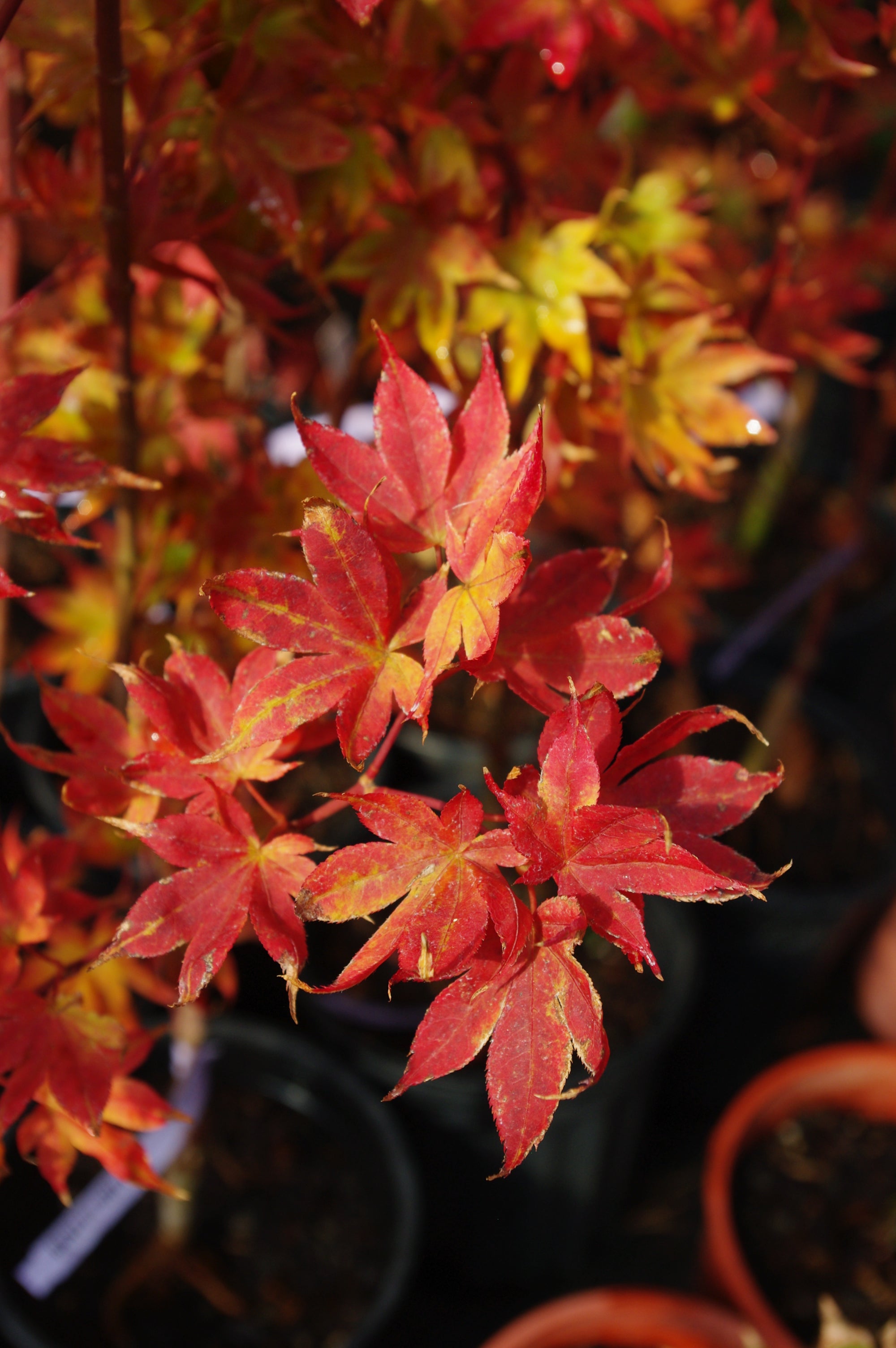 Ruby Stars (Beni Hoshi)