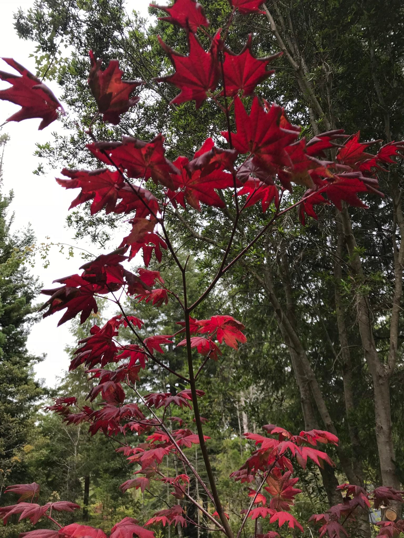 red leaf maple acer circinatum burgundy jewel Mendocino Maples