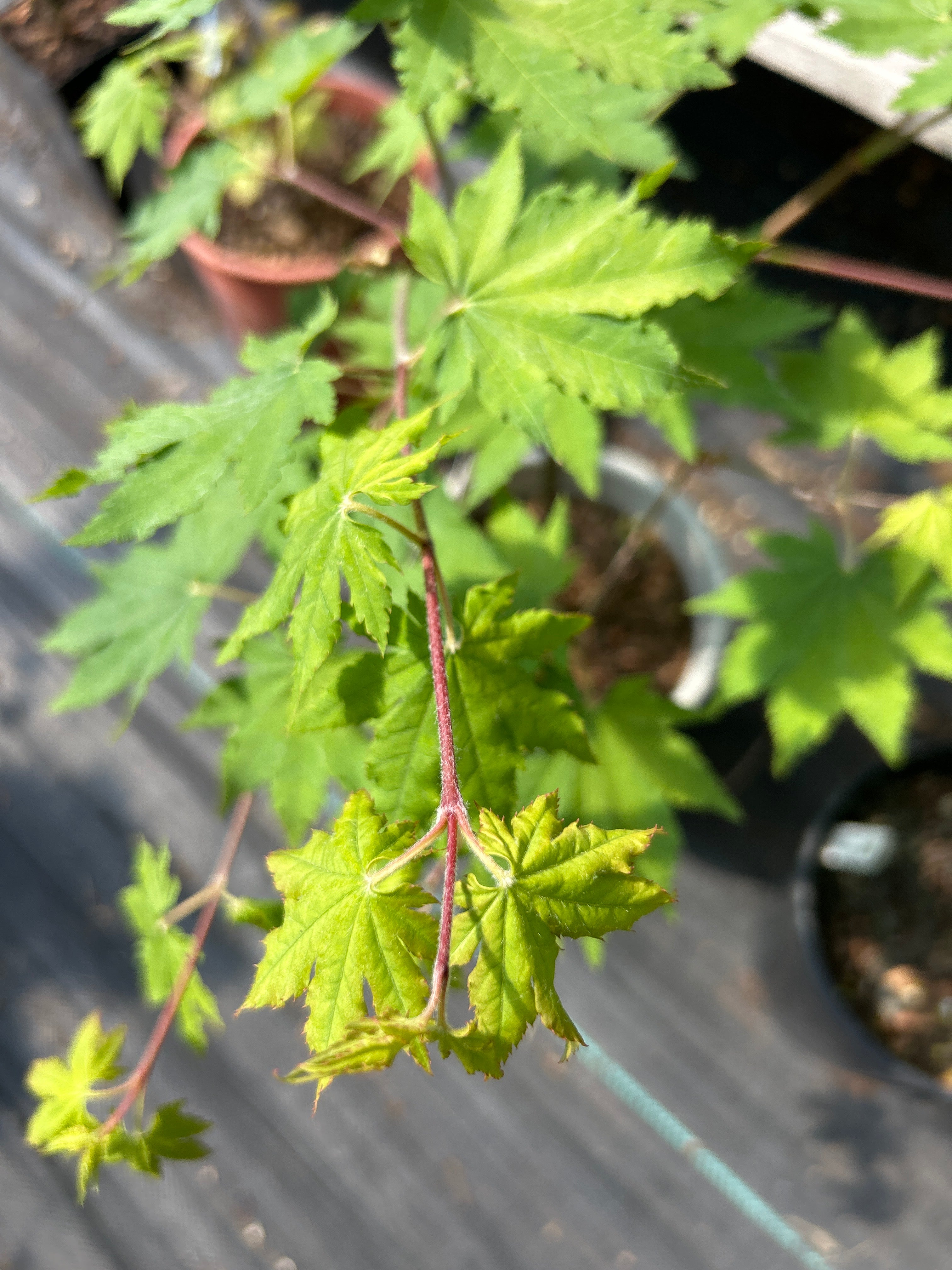 Acer Pseudosieboldianum
