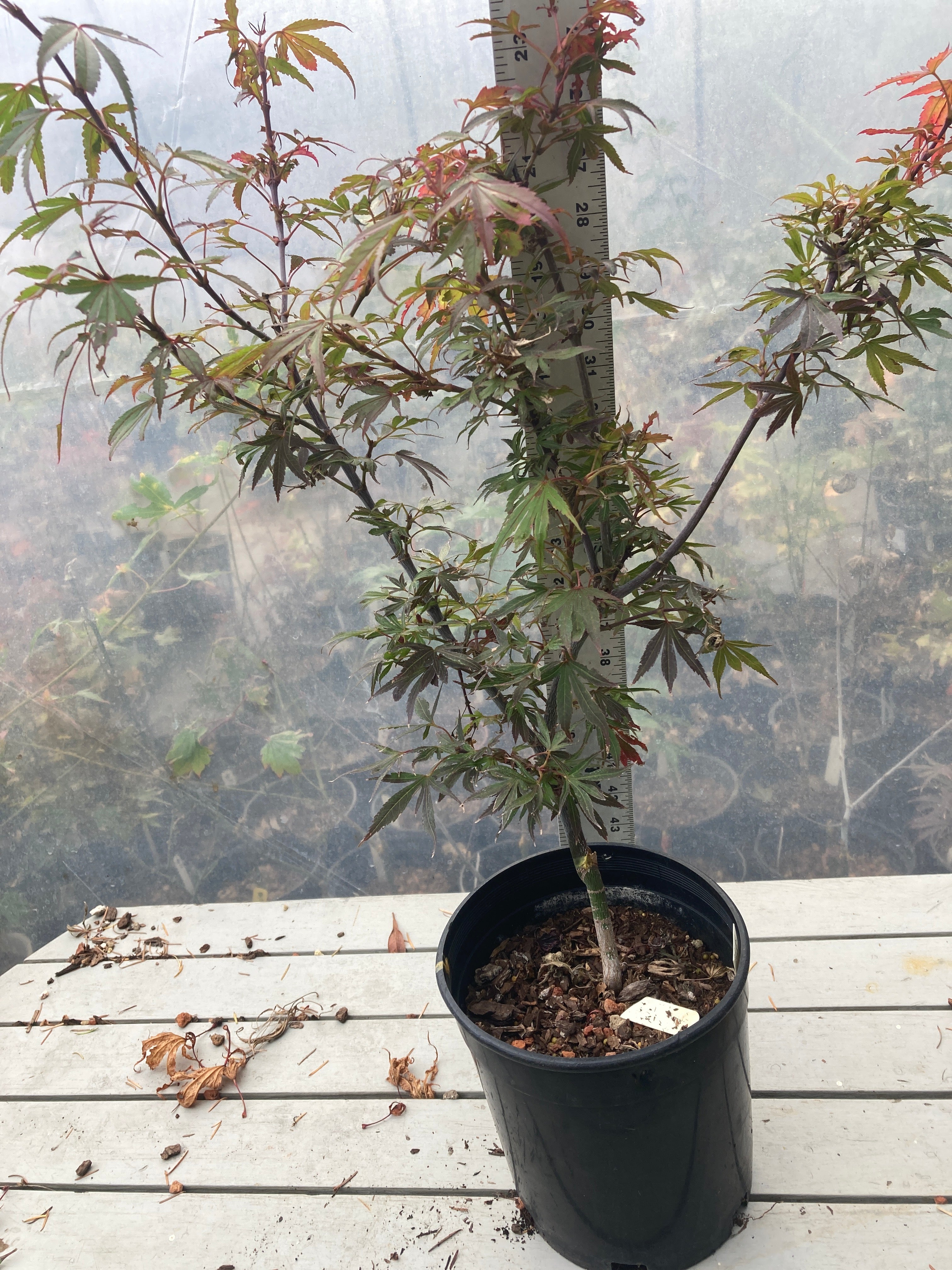 ［レア美品］BANZAI / FIREBALL II Fireball Pre Bonsai 2-3 Yr (#36) – Mendocino Maples Nursery