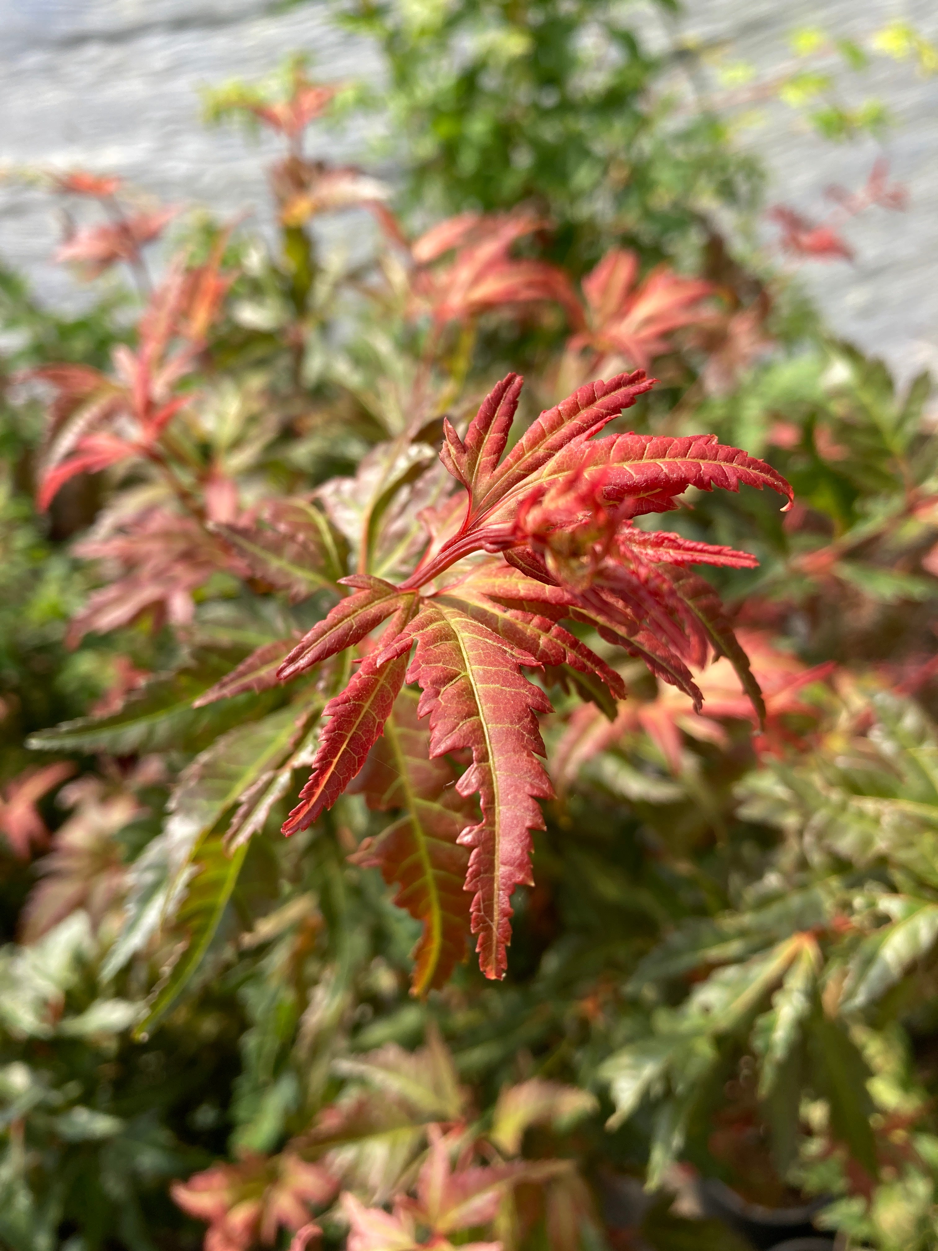 Beni hagoromo