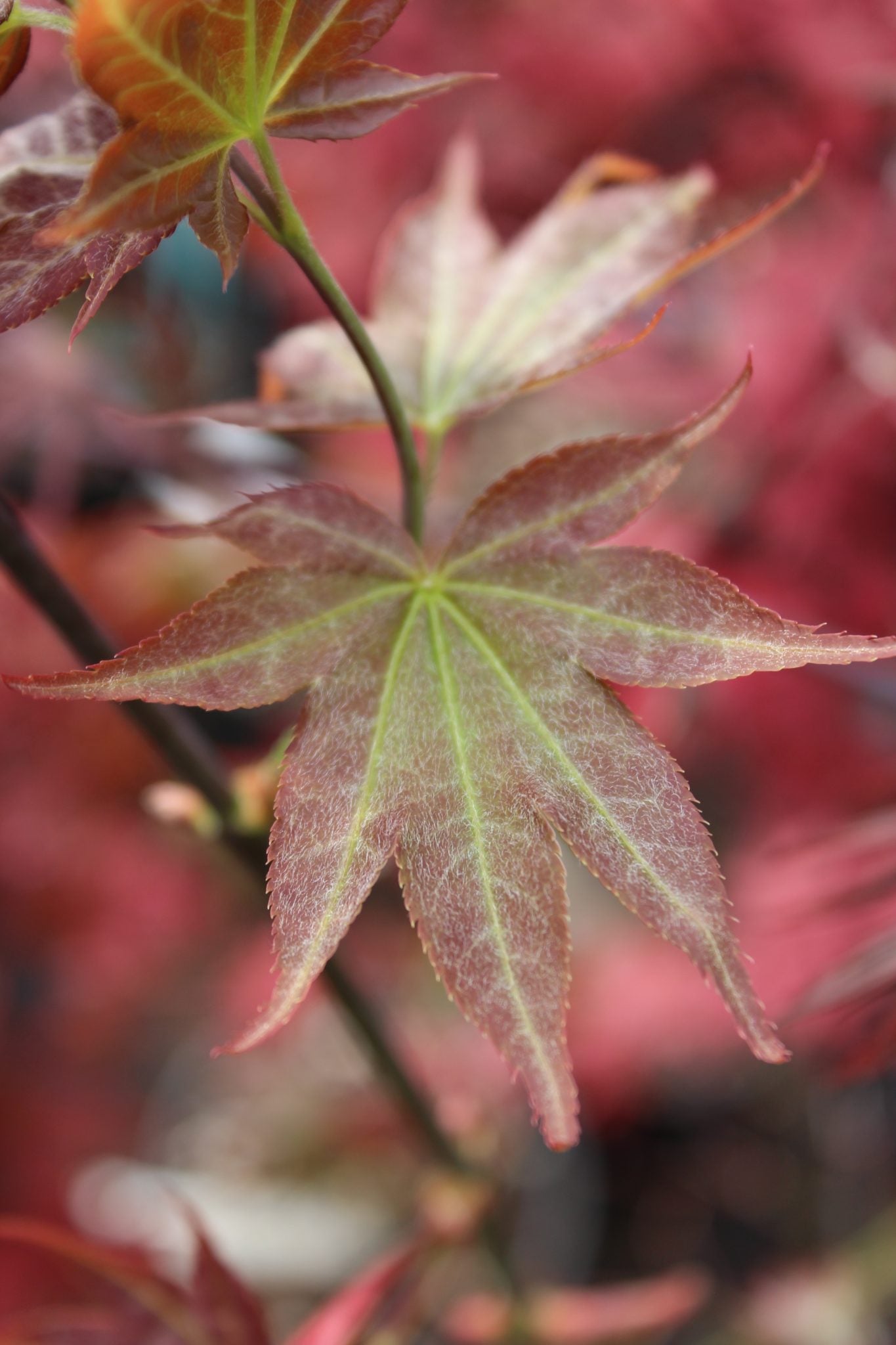 Ruby Stars (Beni Hoshi)