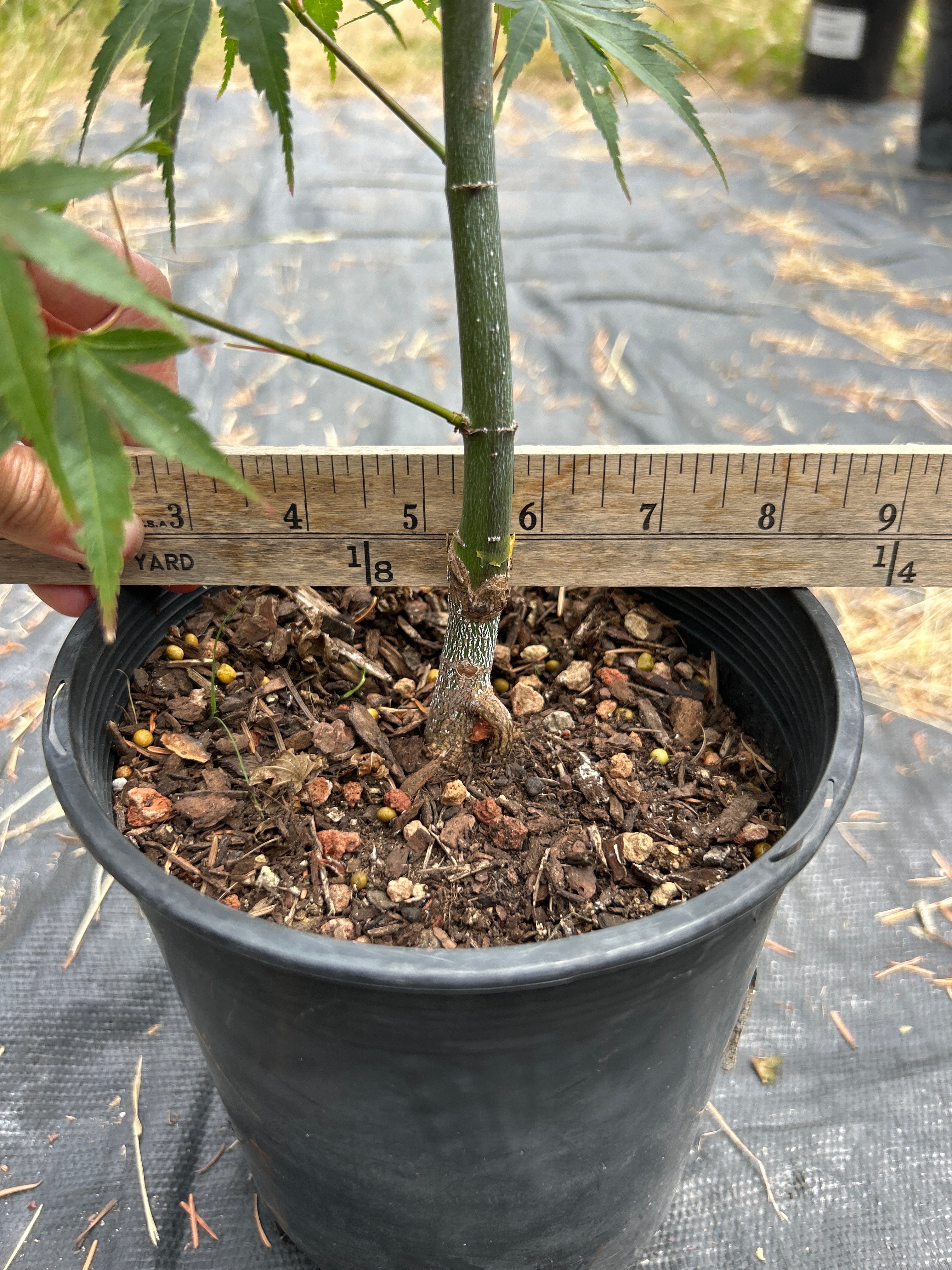 Pine Bark Nishiki Gawa (2 Yr) Pre Bonsai (#79)