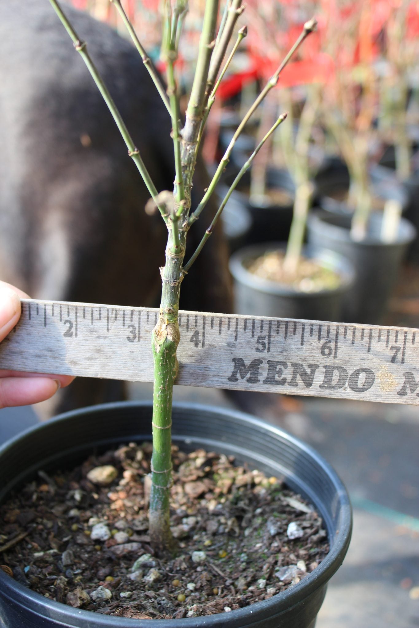Lima Gold 2 yr Pre Bonsai (#805)