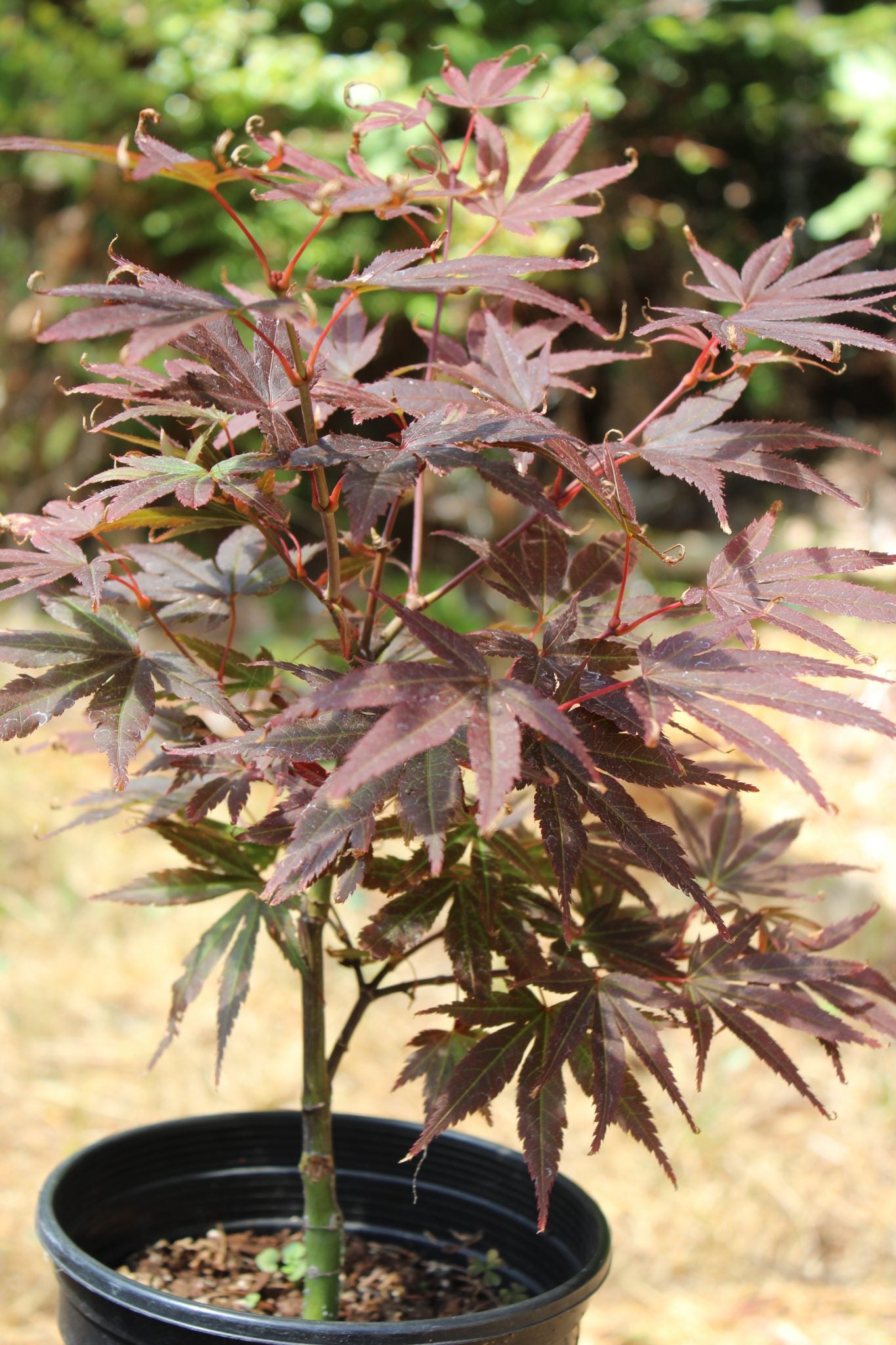 Pixie Pre Bonsai 1-2 yr (#792)