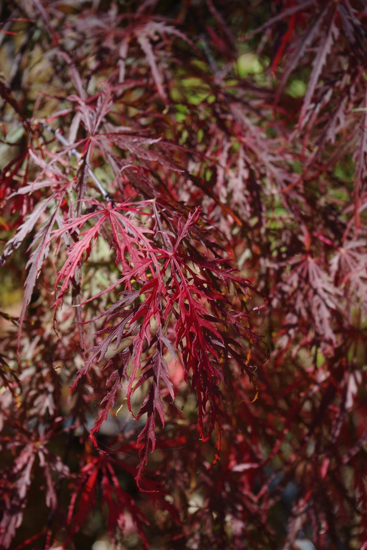 Crimson Queen